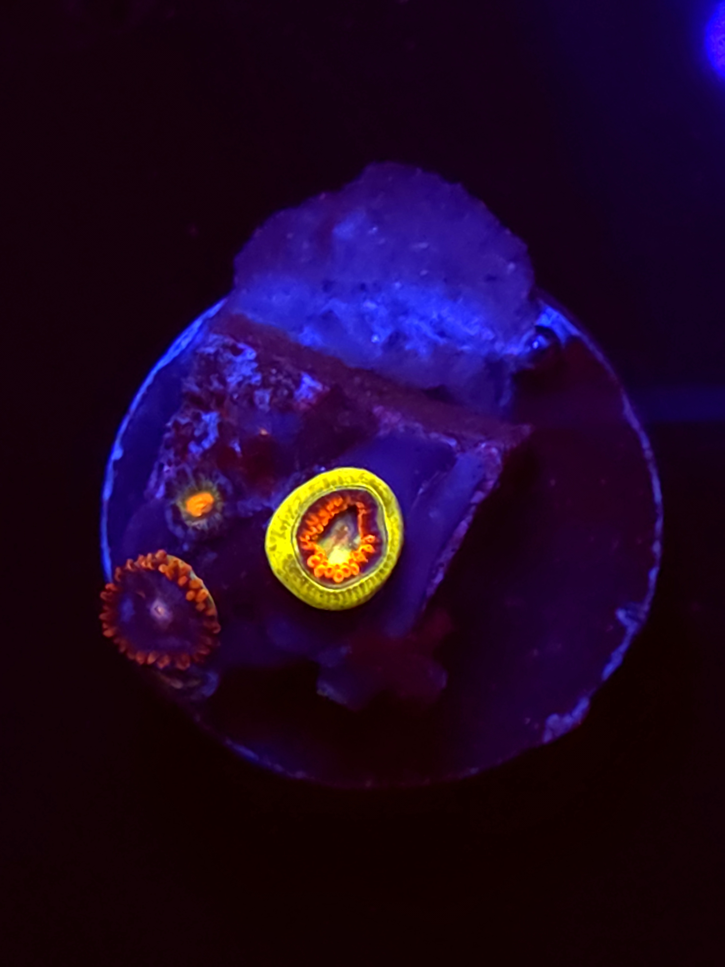 SBB "No Name" Zoas 2 Polyps
