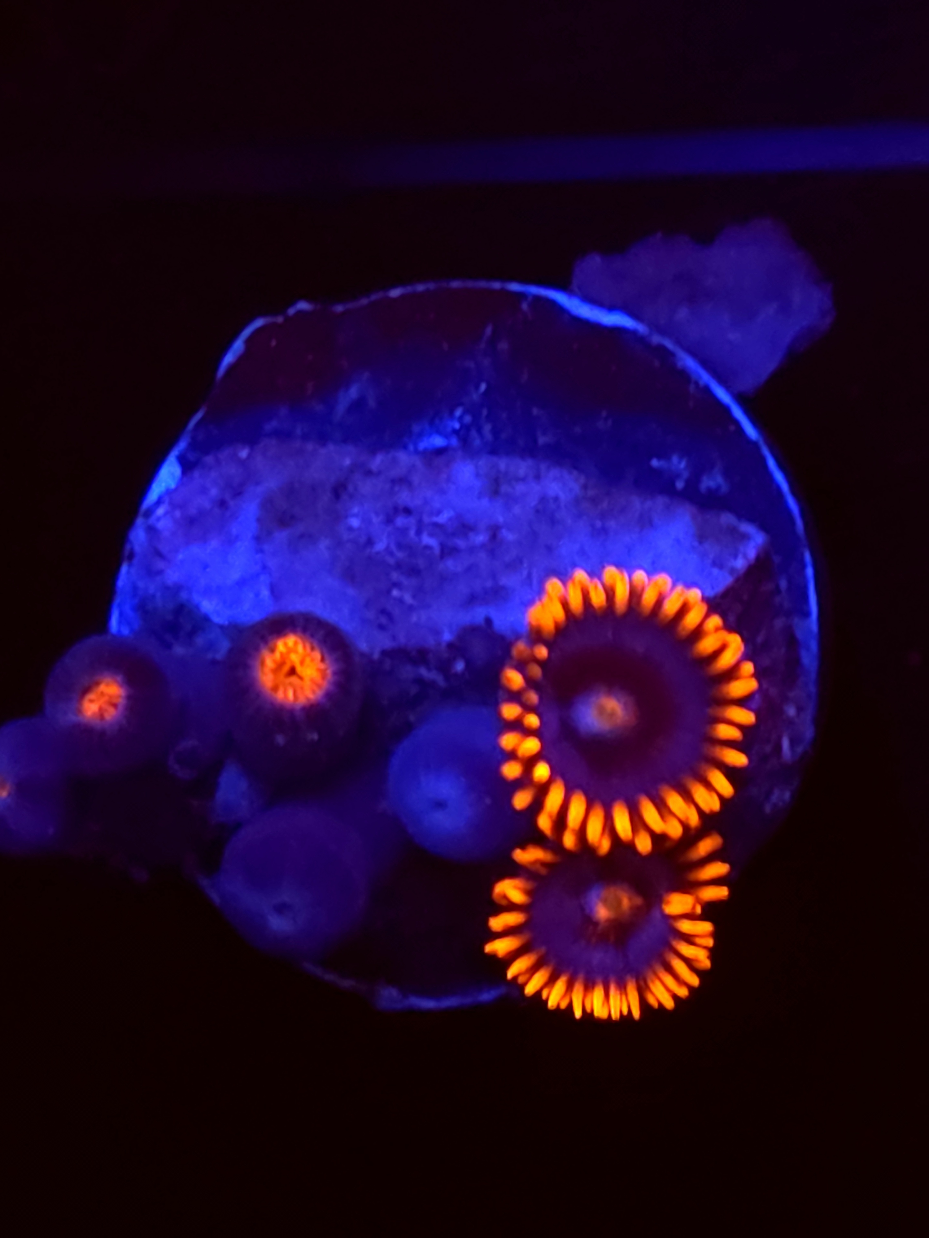 SBB "No Name" Zoas Mini Colony