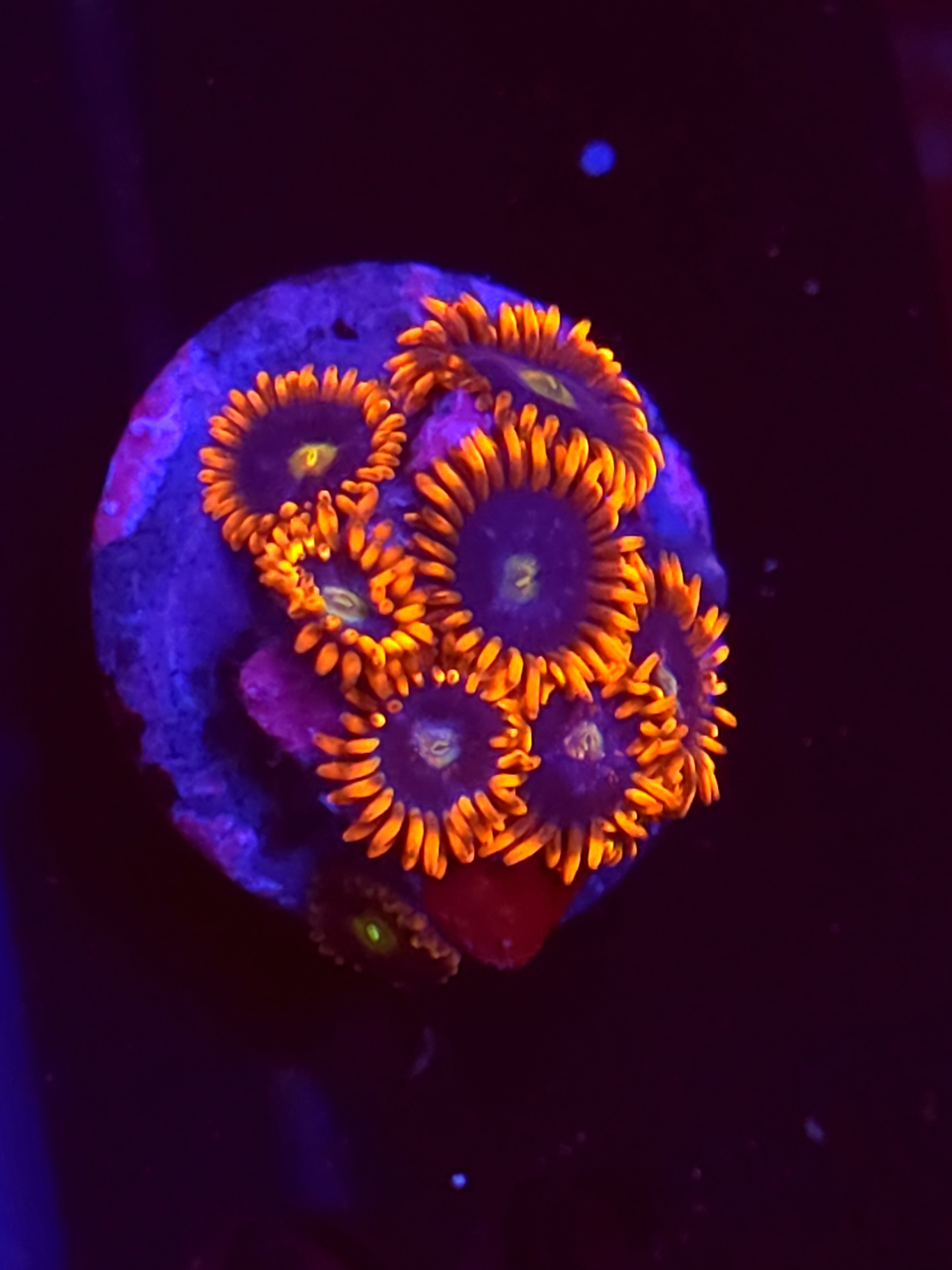 SBB "No Name" Zoas 4 Polyps