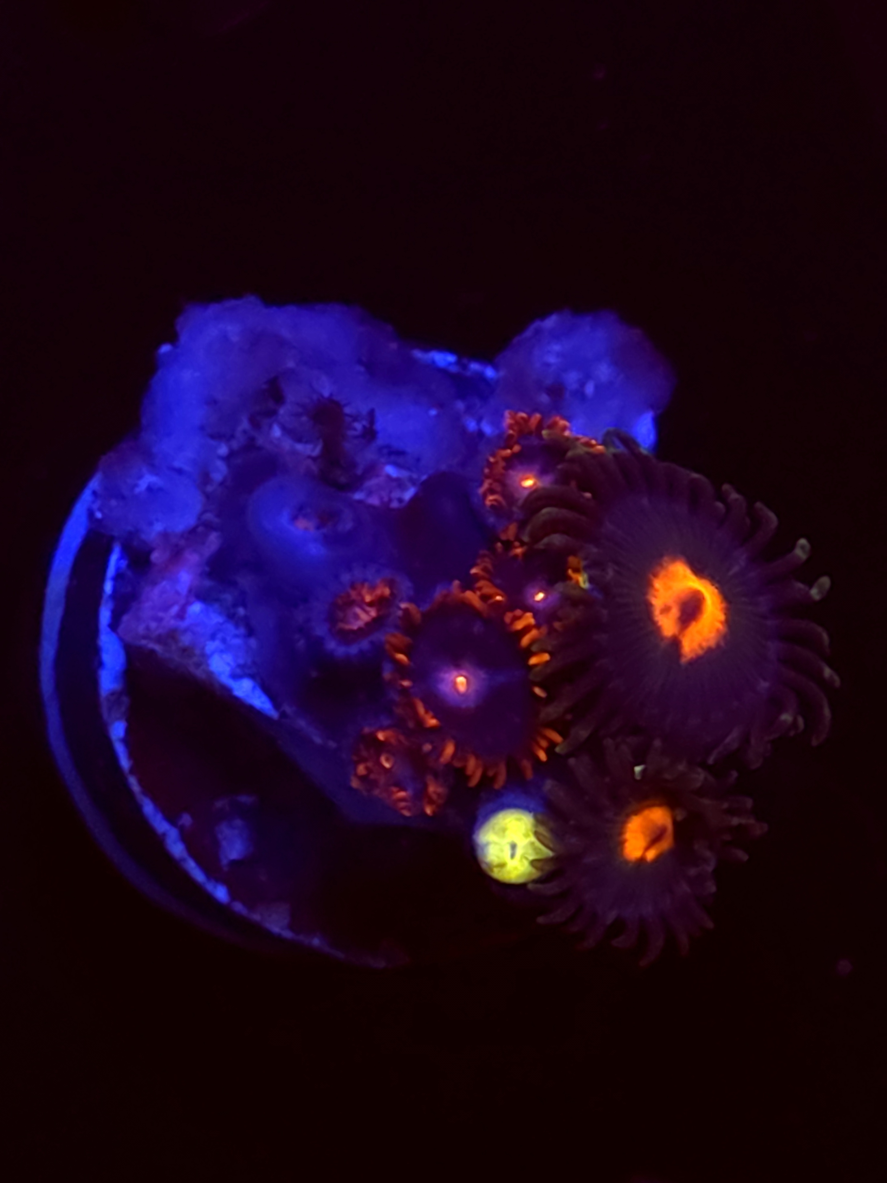 SBB "No Name" Zoas 4 Polyps