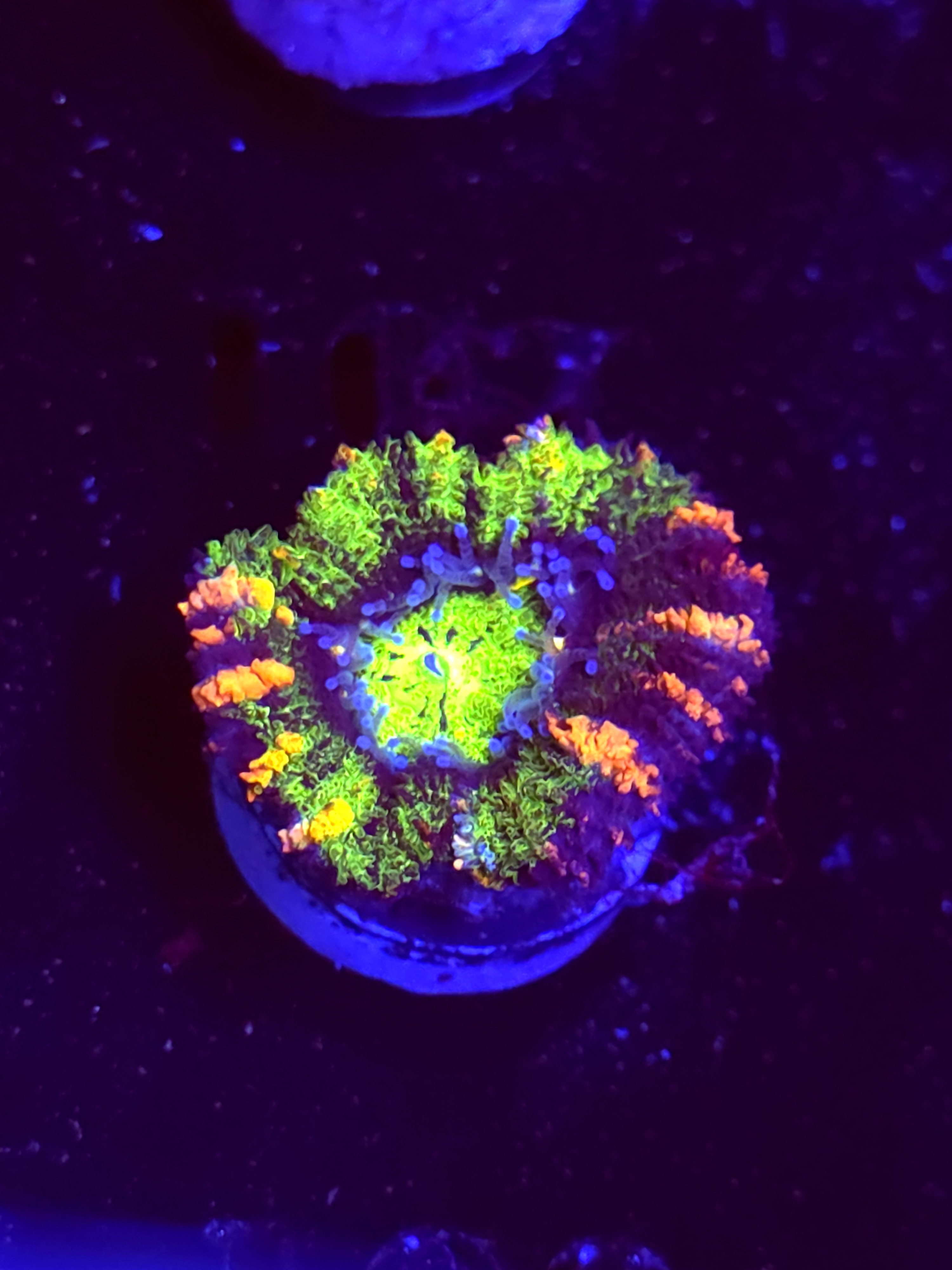 SBB "Mystery Signature" Acan 1 Head