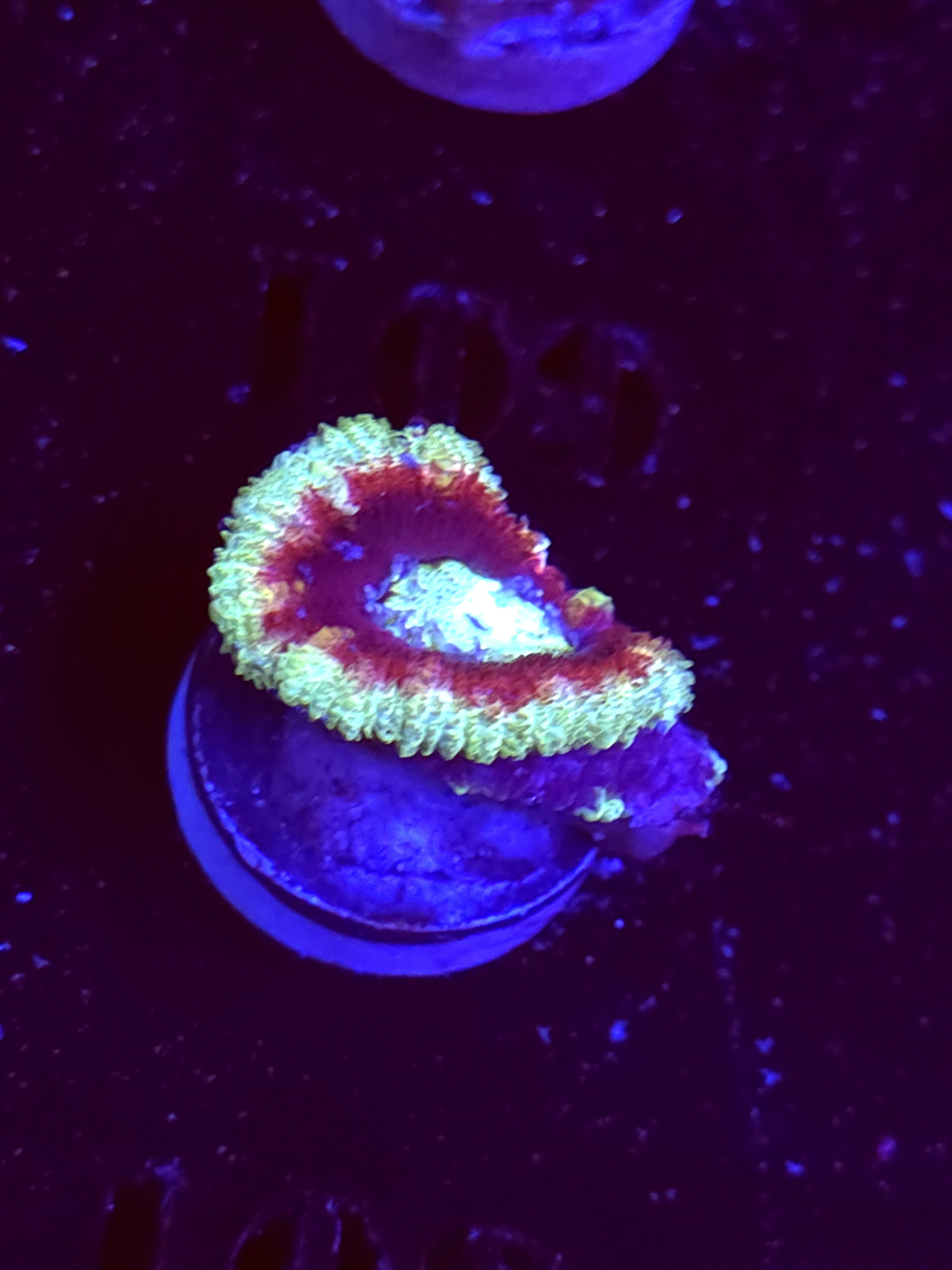 SBB "Candy Gram" Acan 1 Heads