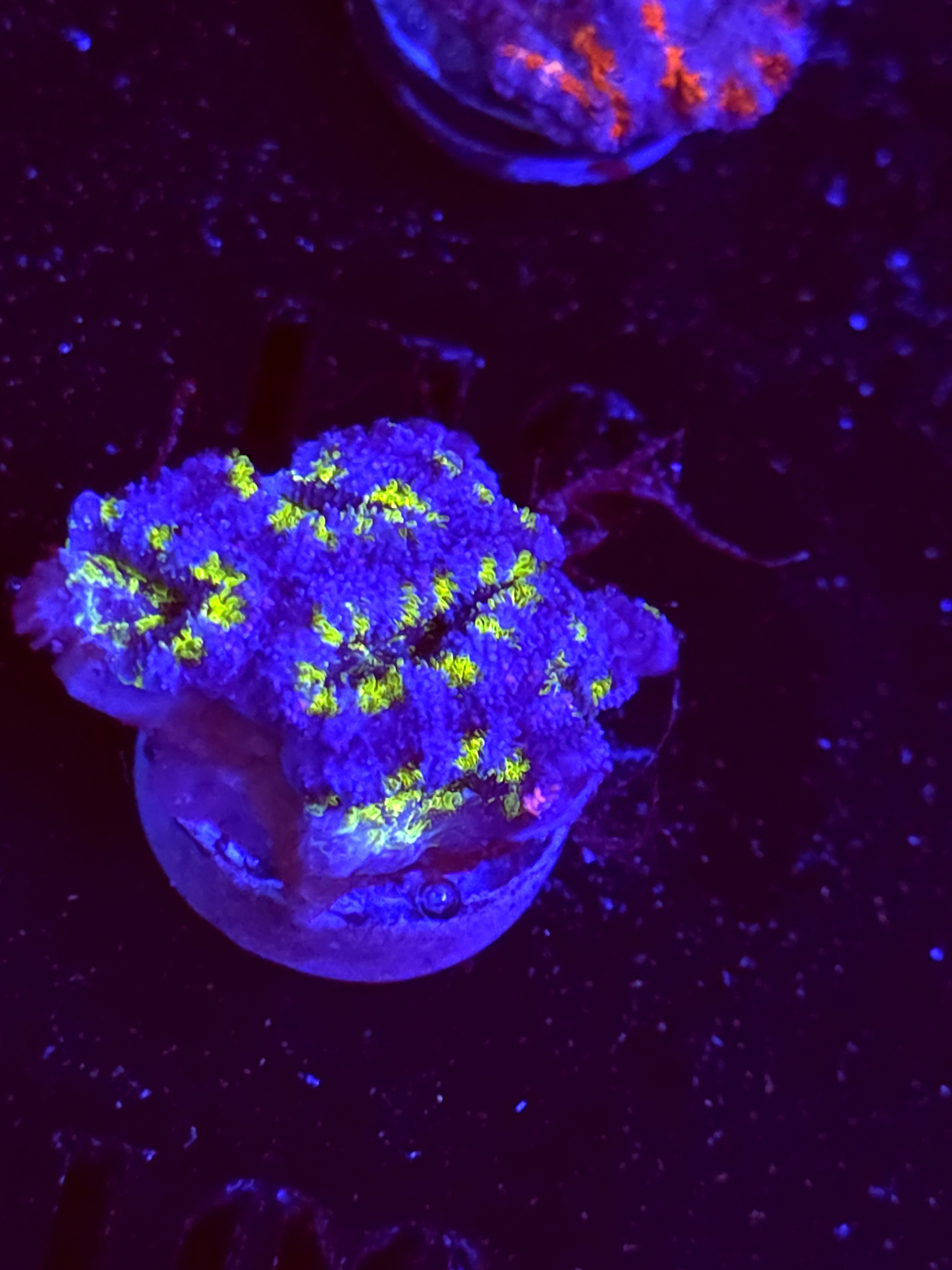 SBB "Moon Tune" Acan 3 Heads