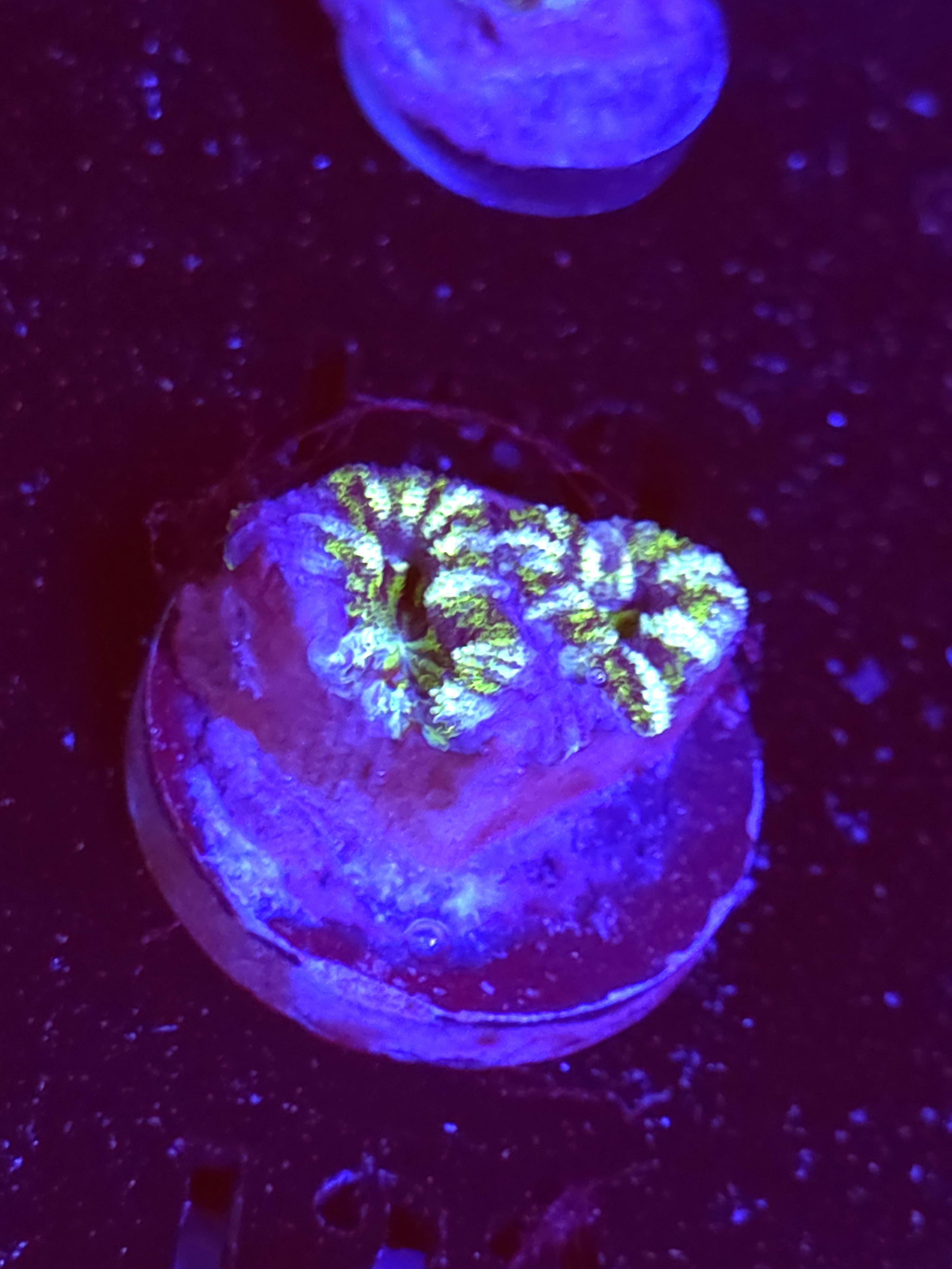 SBB "Mint Rose" Acan 2 Heads