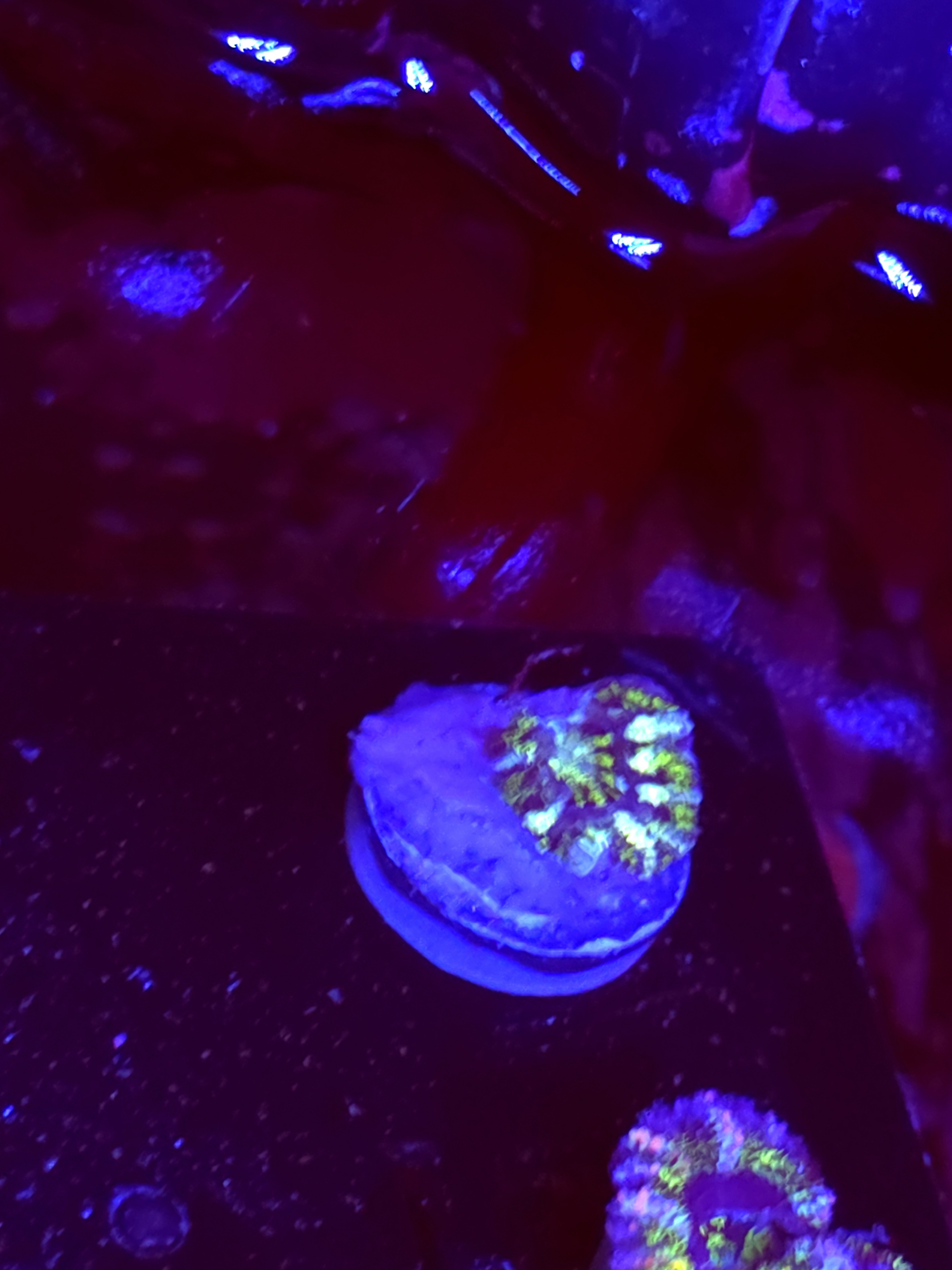 SBB "Mystery Signature" Acan 1 Head