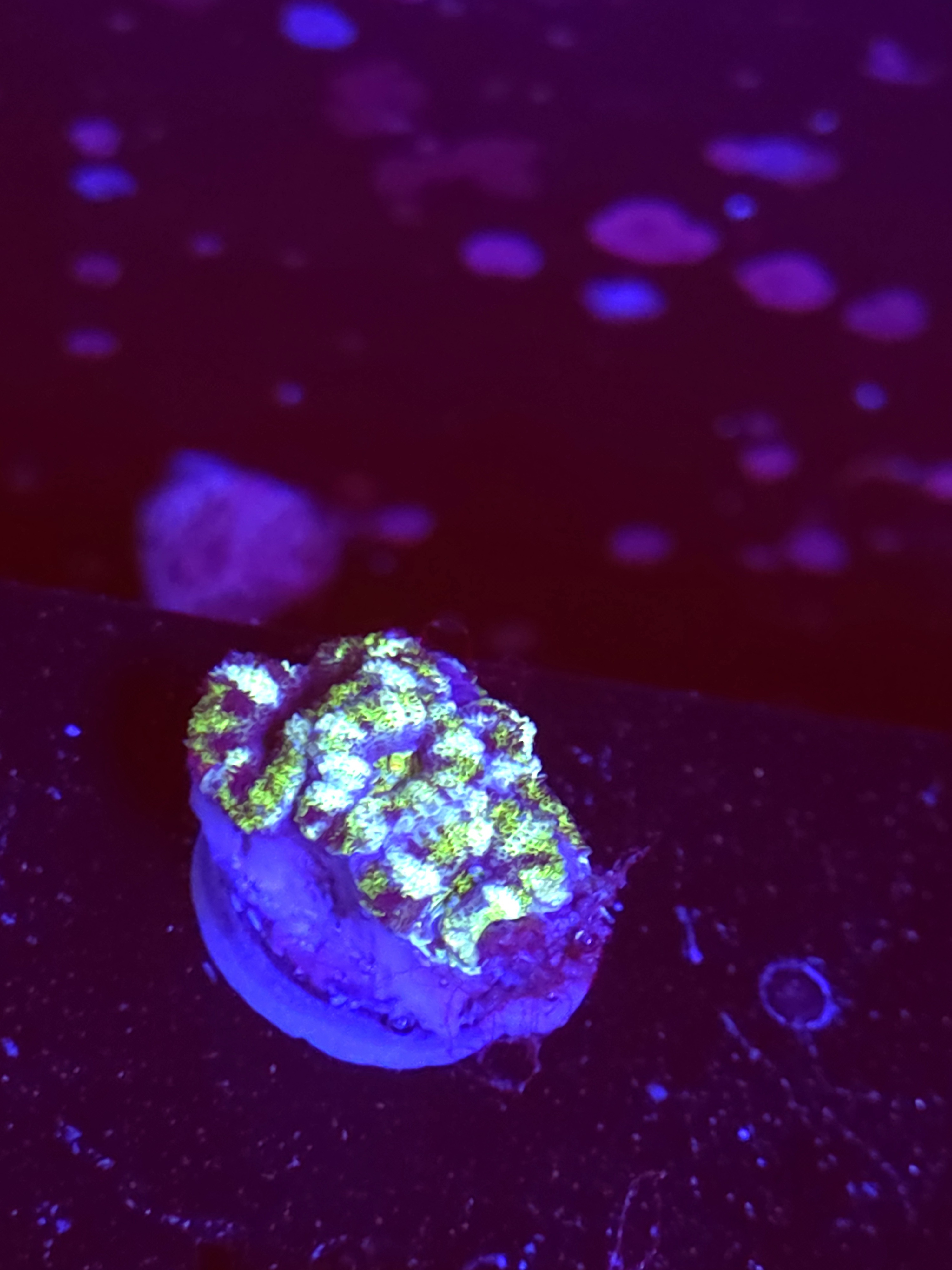 SBB "Mint Rose" Acan 2 Heads