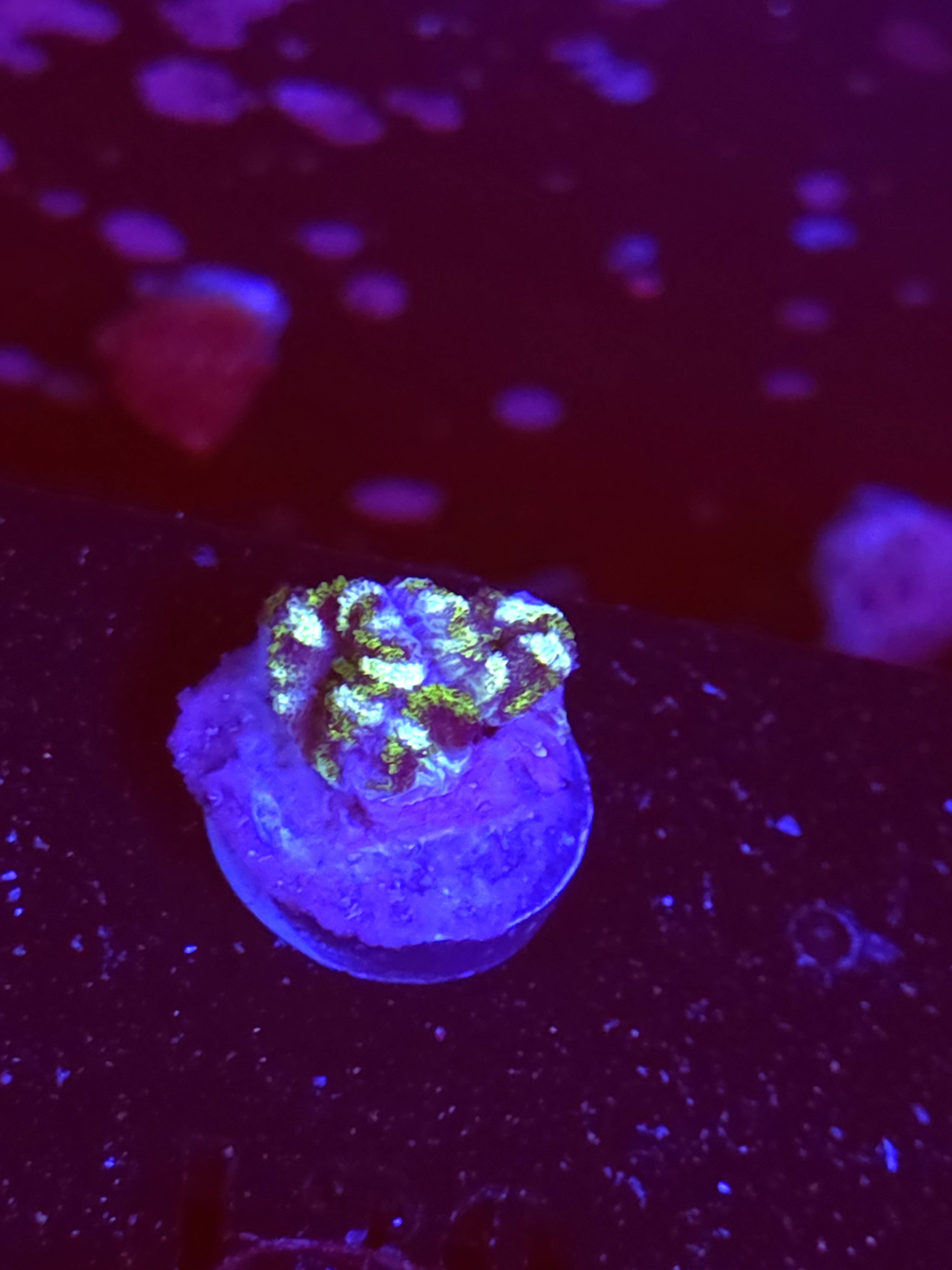 SBB "Mint Rose" Acan 2 Heads