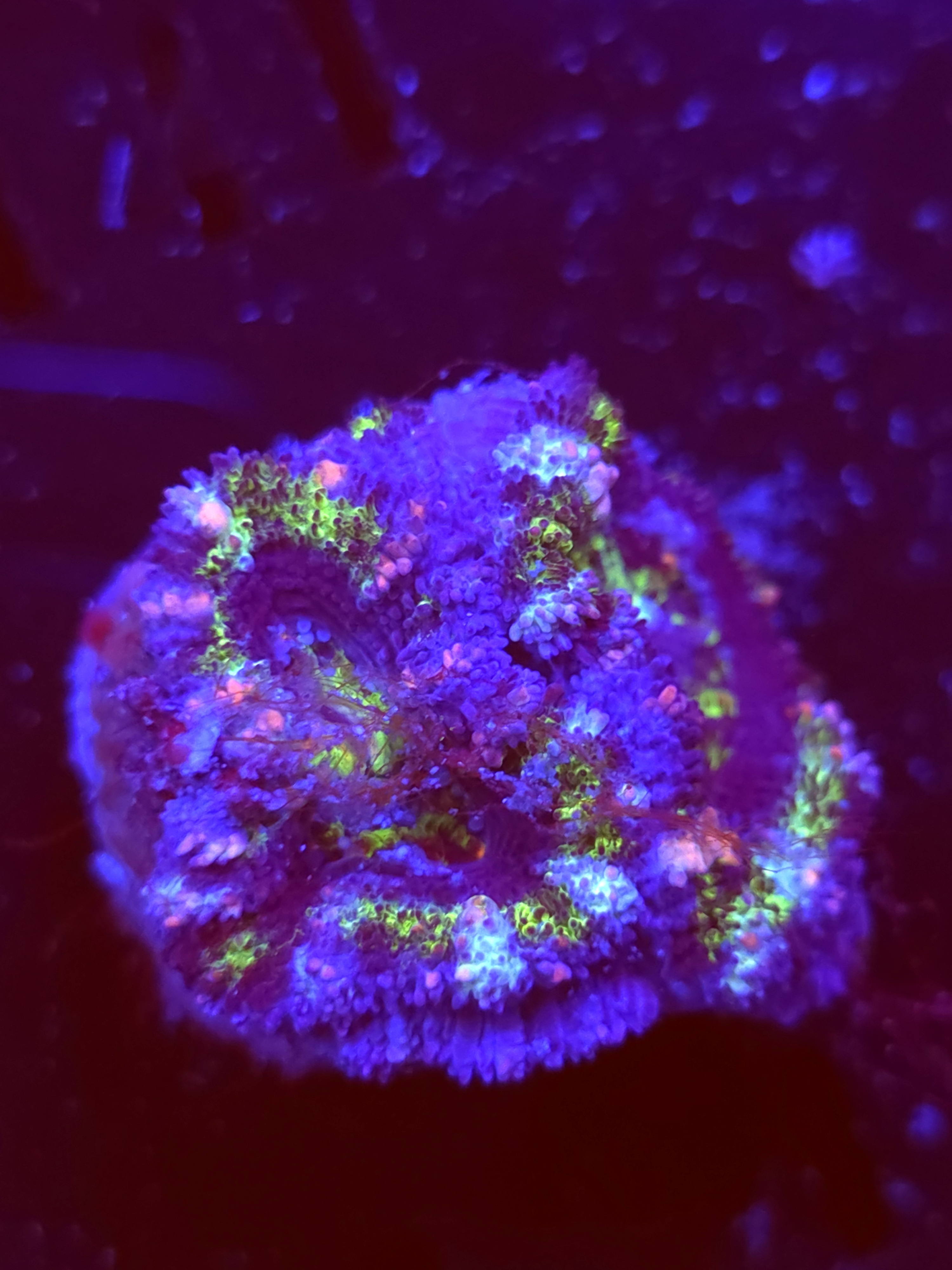 SBB "Burn Notice" Acan 2 Heads