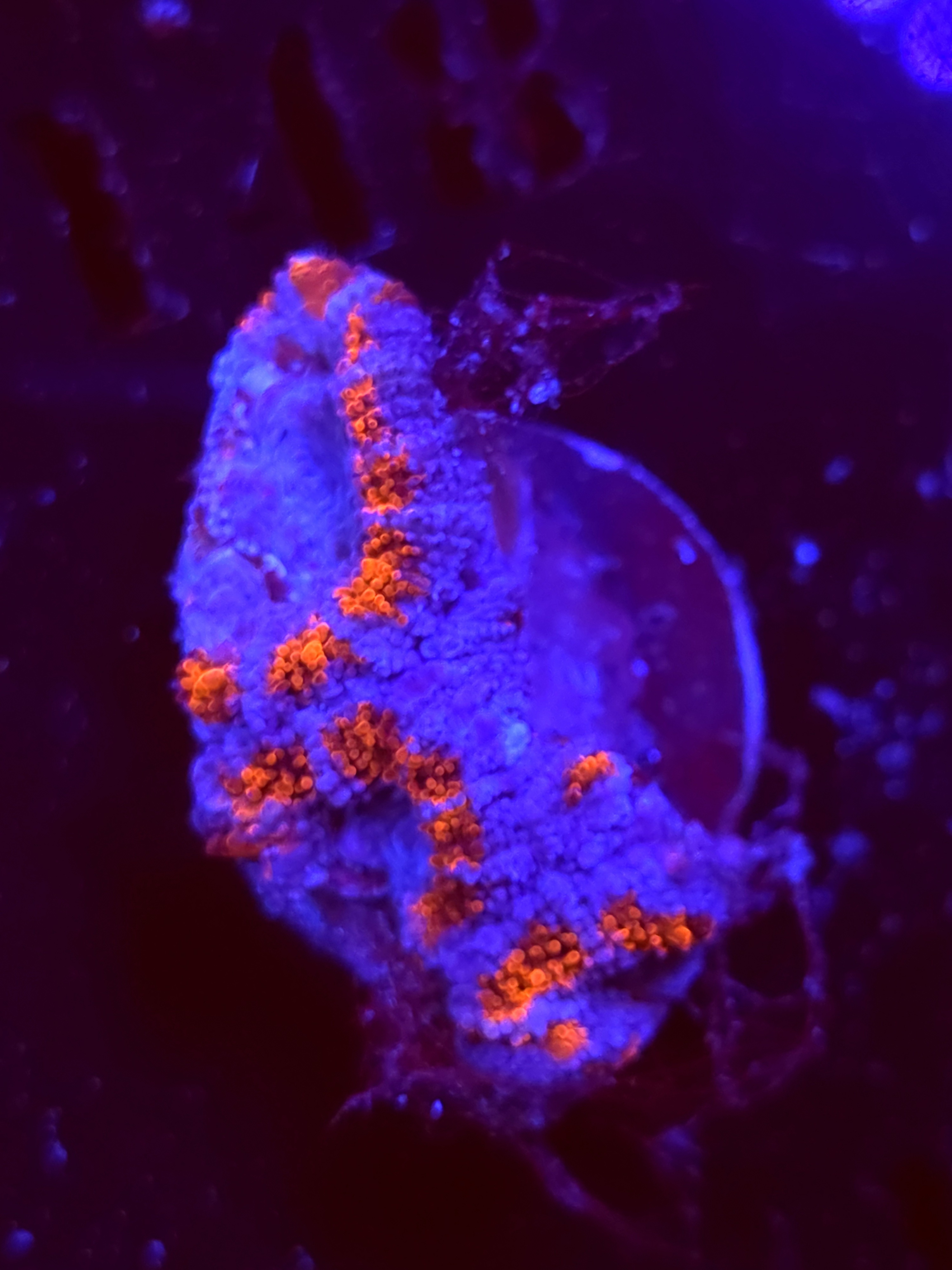 SBB "Neon Haze" Acan 2 Heads