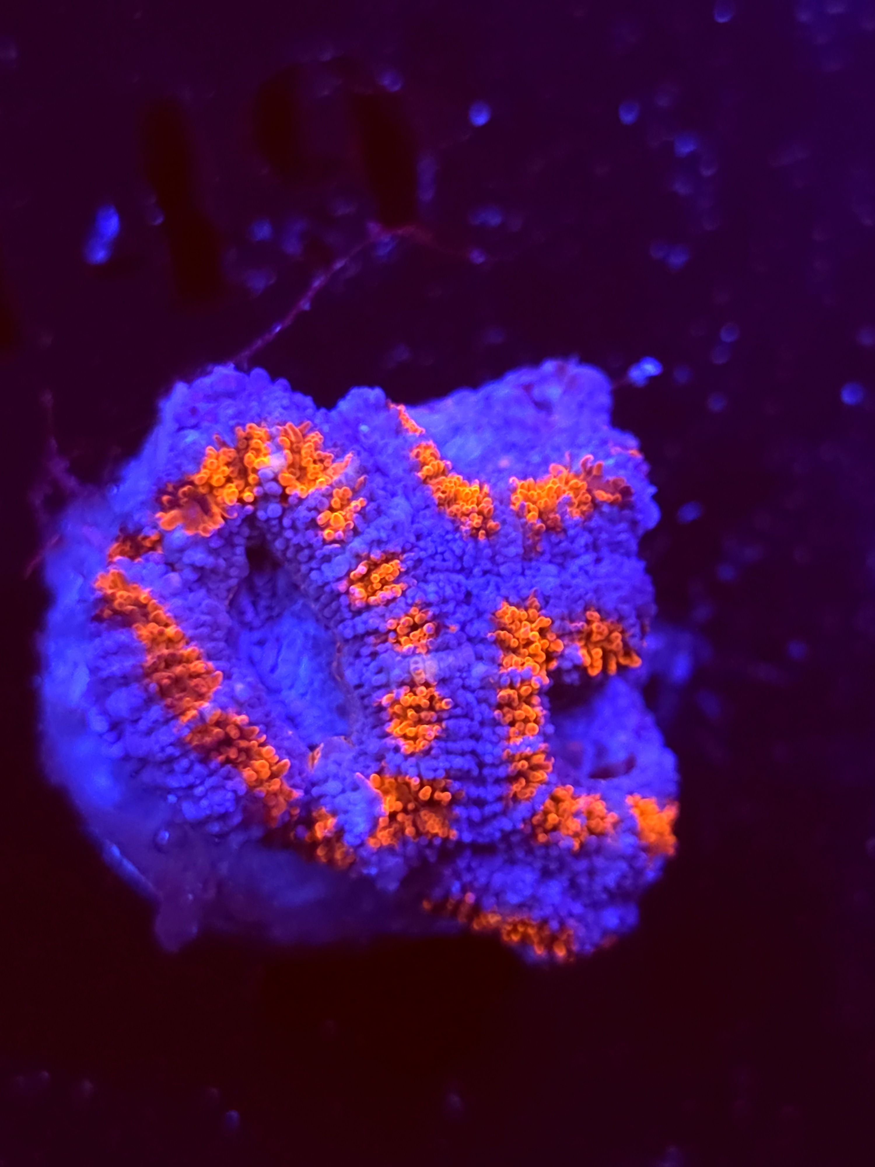 SBB "Mystery Signature" Acan 2 Heads
