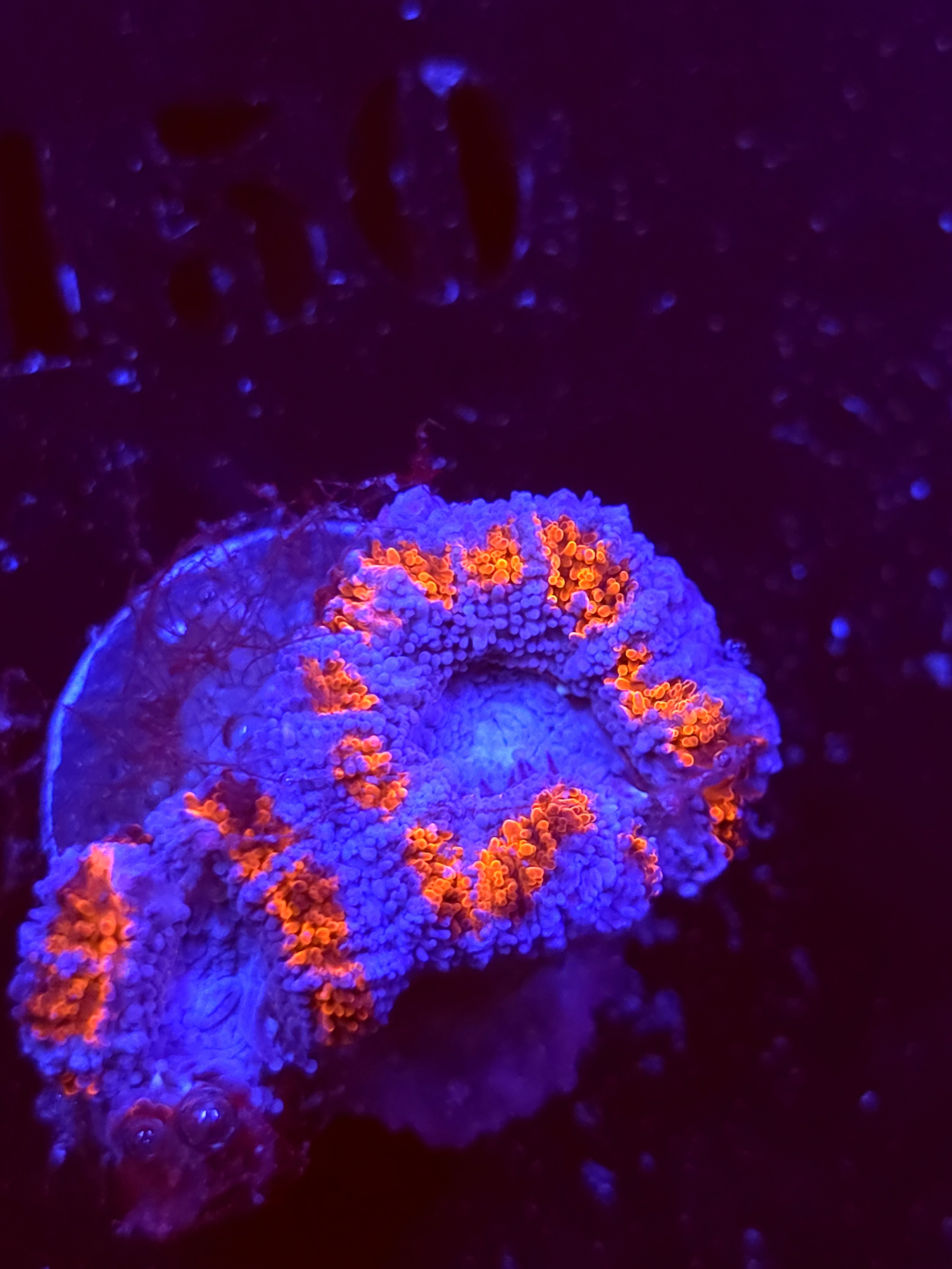 SBB "Neon Haze" Acan 2 Heads