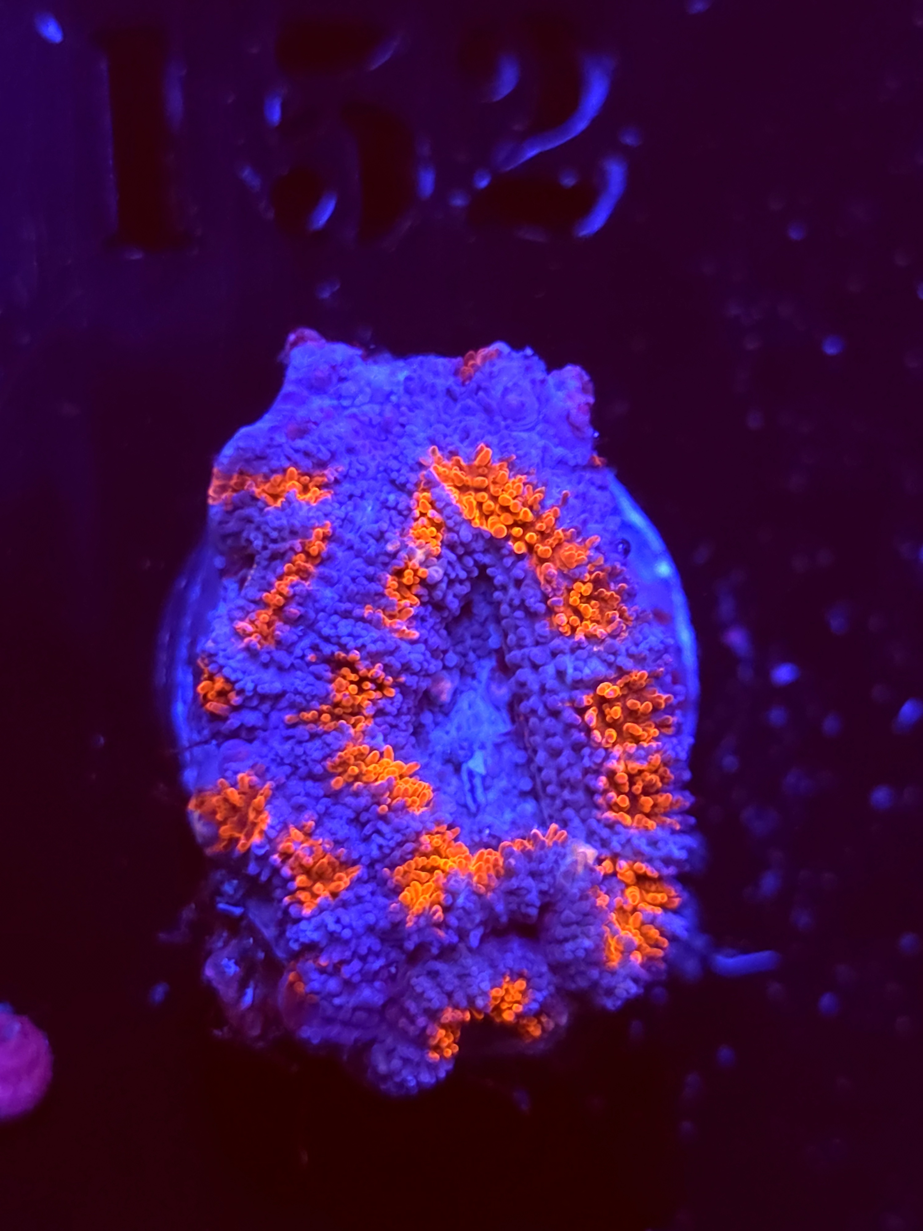 SBB "Neon Haze" Acan 1 Head