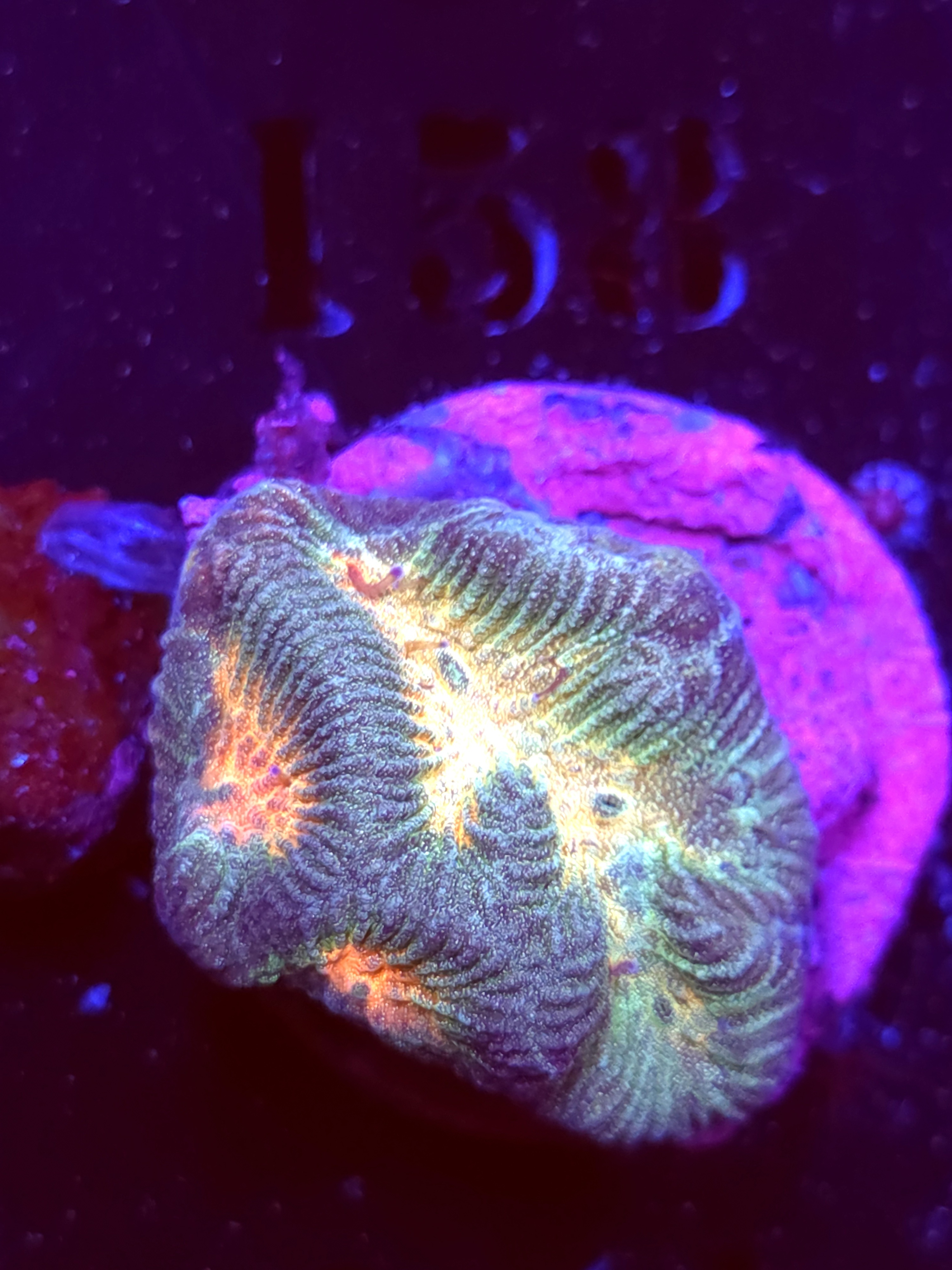 SBB "Space Lava" Encruster Medium