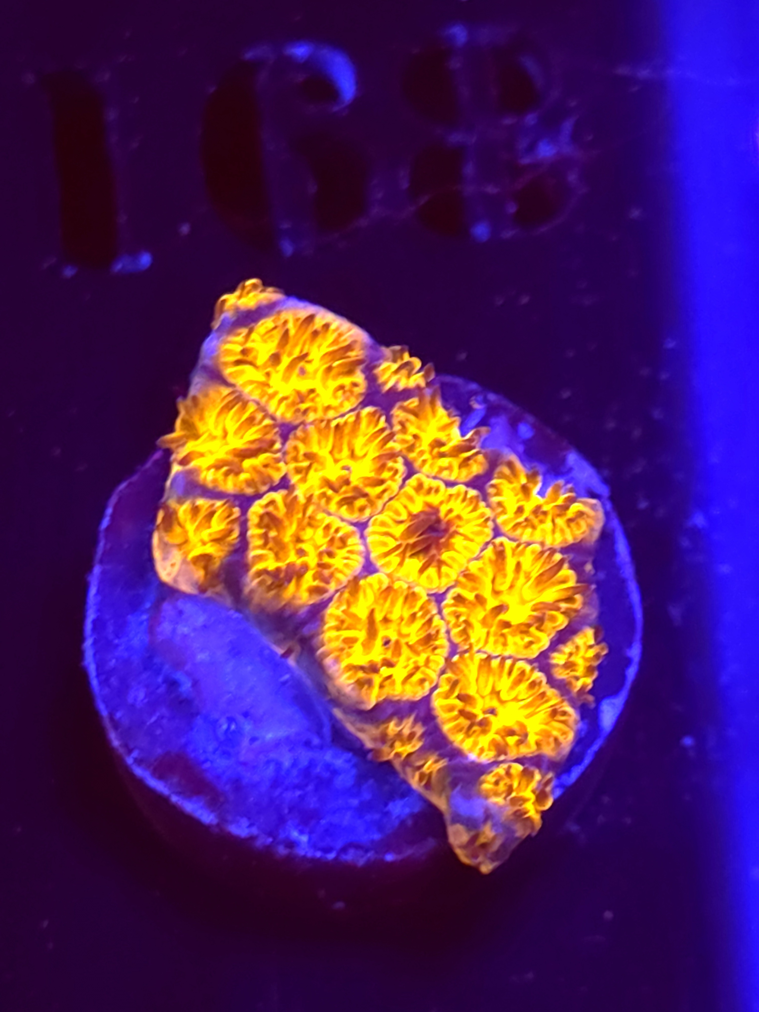 SBB "Golden Leopard" Lepto Small