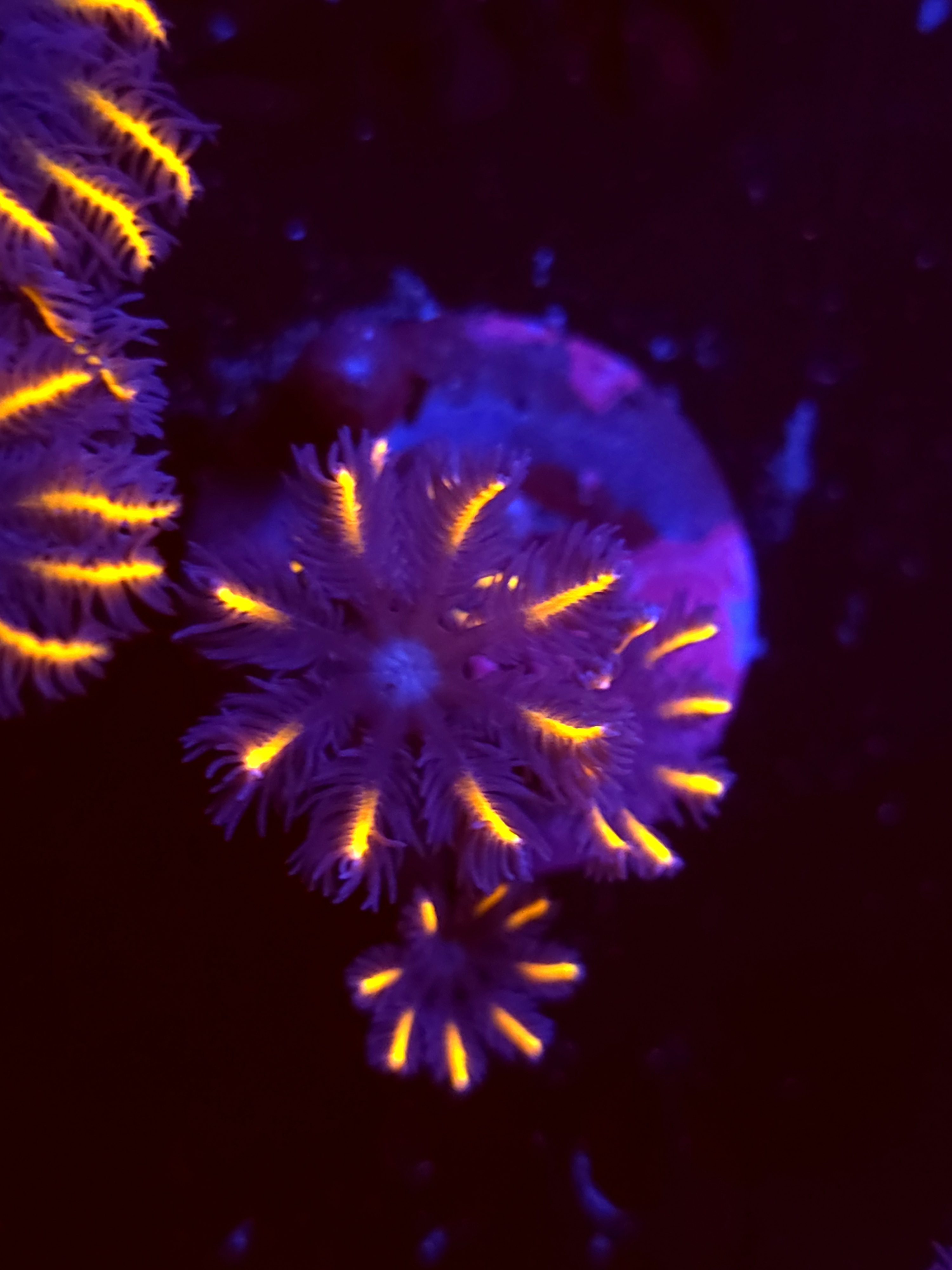 SBB "No Name" Cloves 3 Polyps