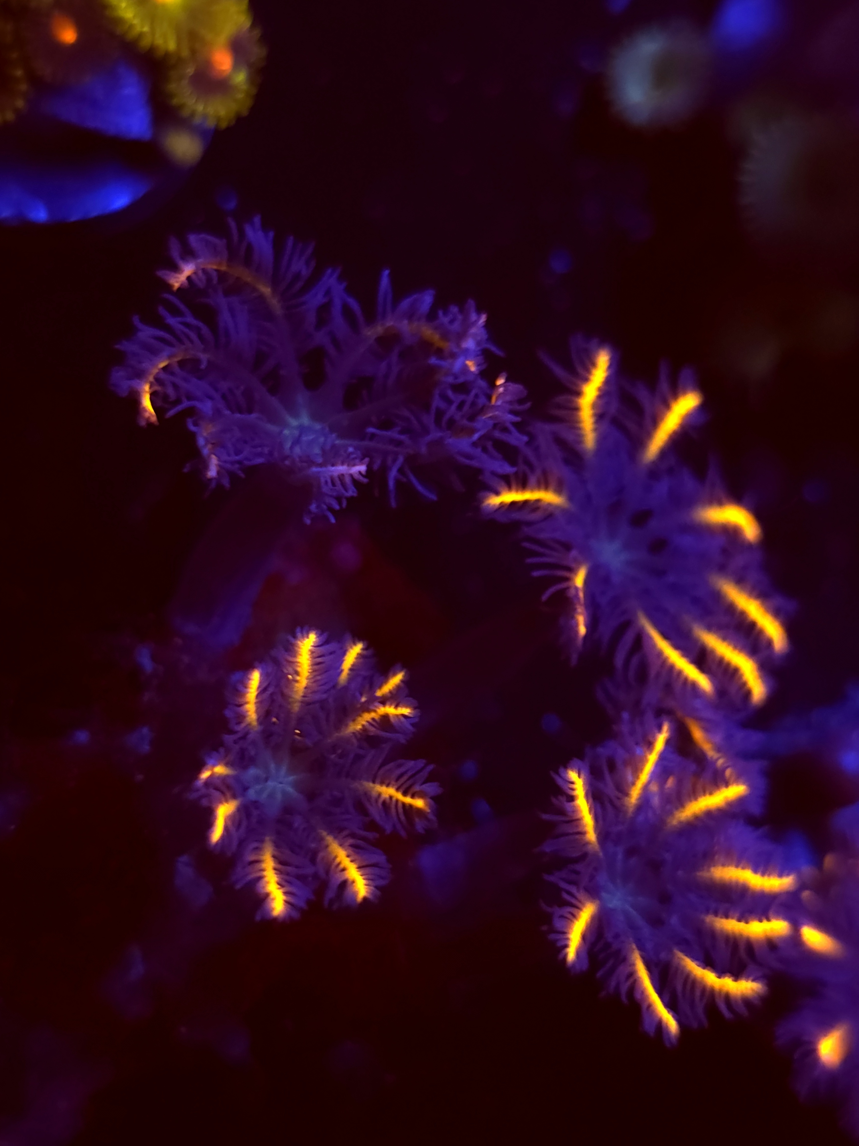 SBB "Orange Juice" Cloves 8 Polyps