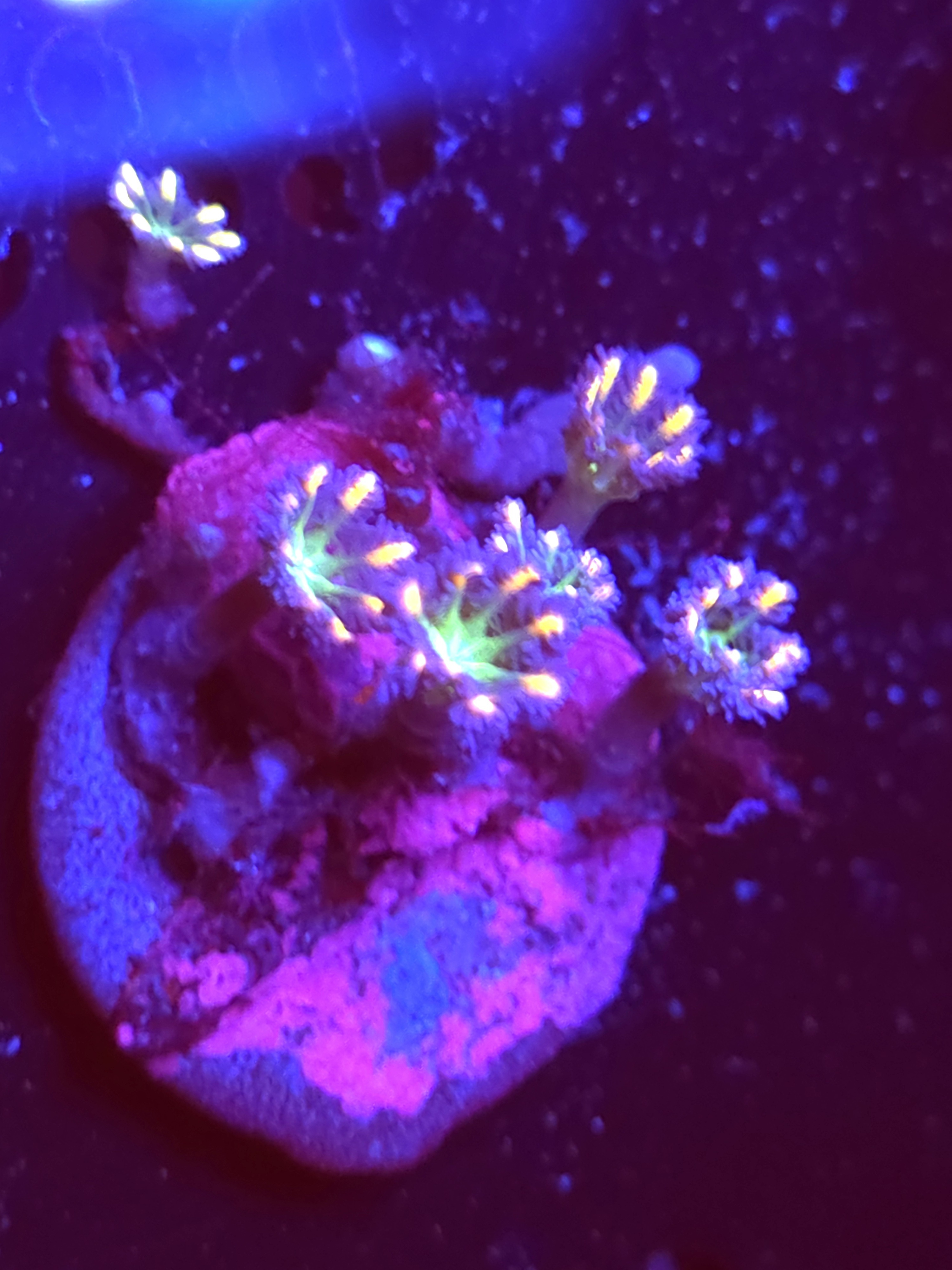 SBB "No Name" Cloves 5 Polyps