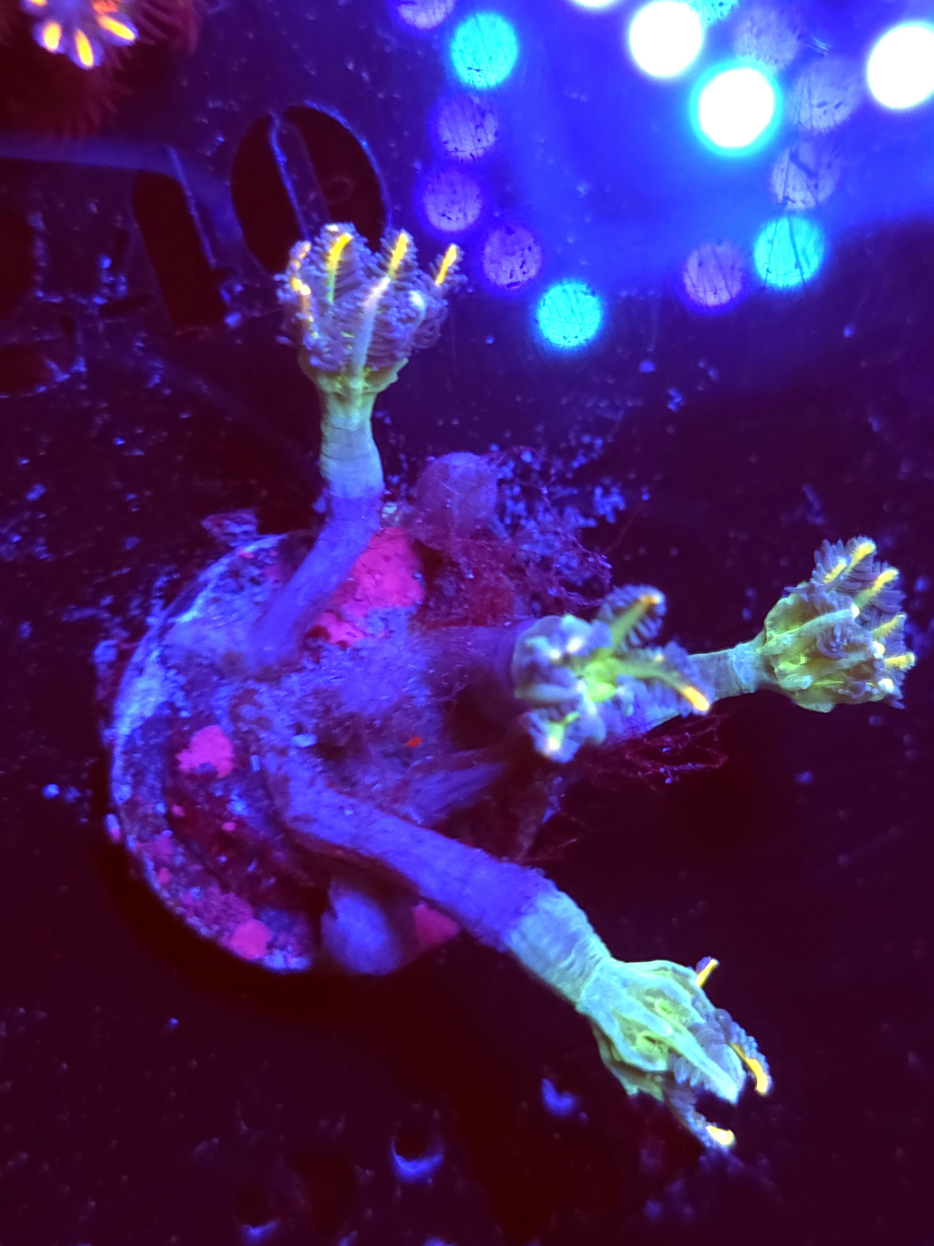 SBB "No Name" Cloves 5+ Polyps