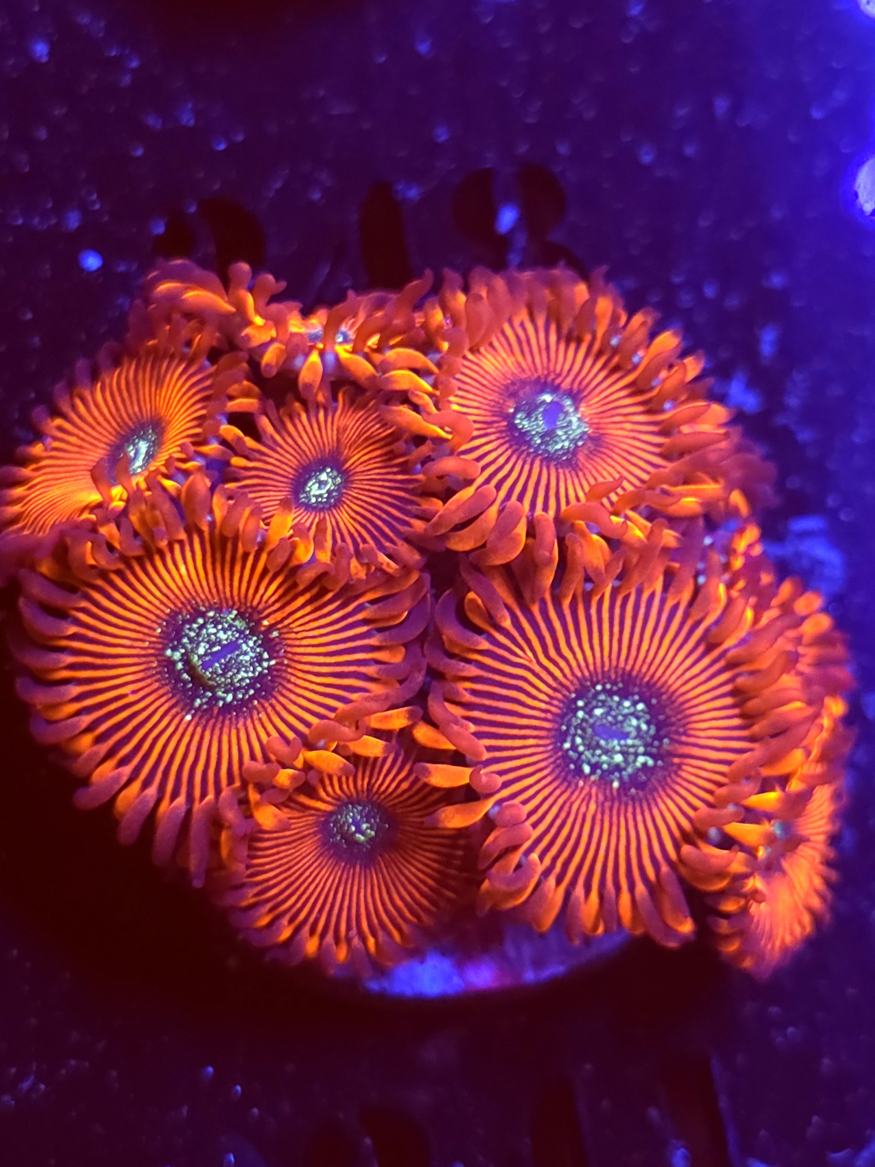 SBB "No Name" Zoas Mini Colony