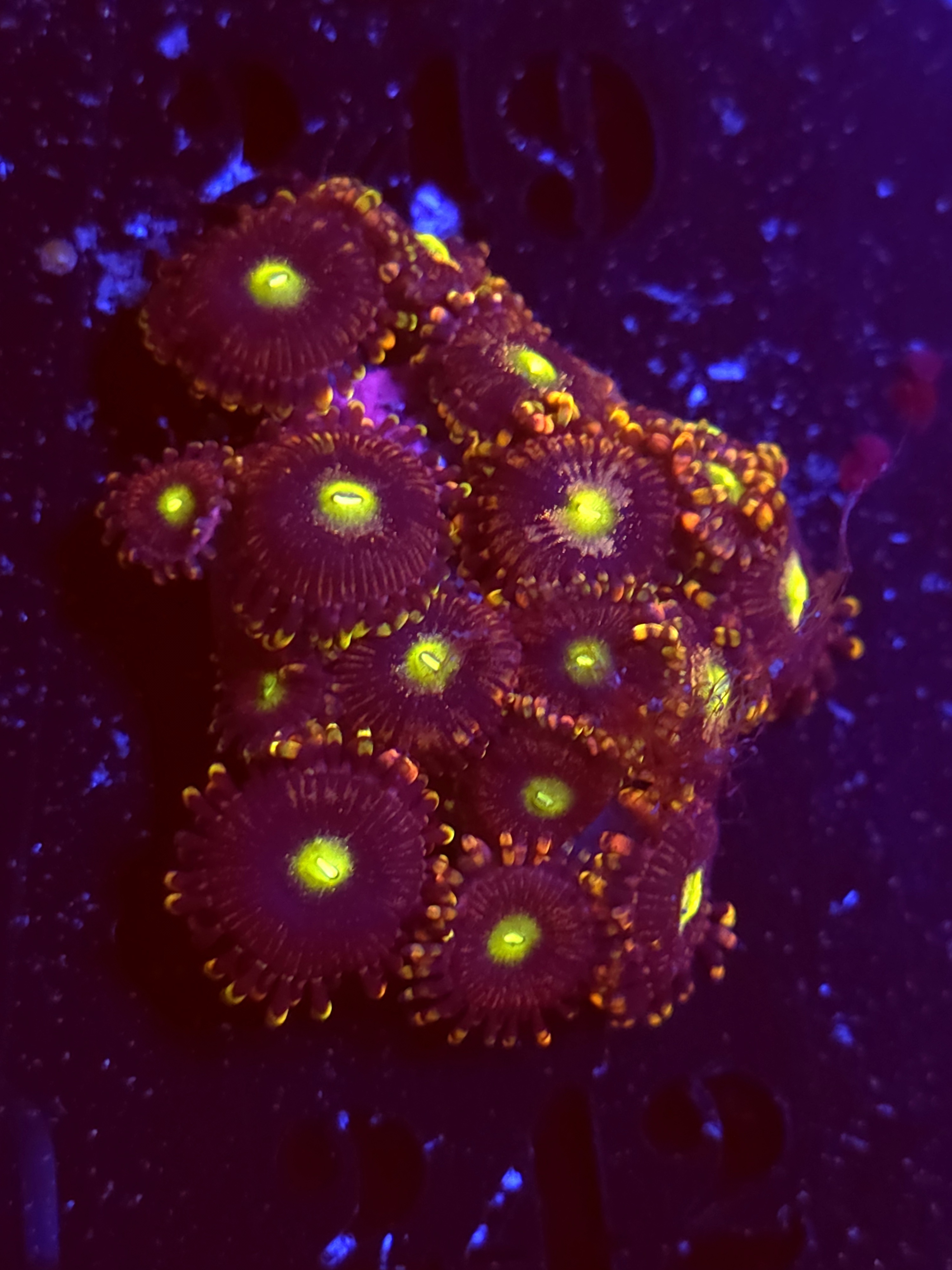 SBB "No Name" Zoas Mini Colony