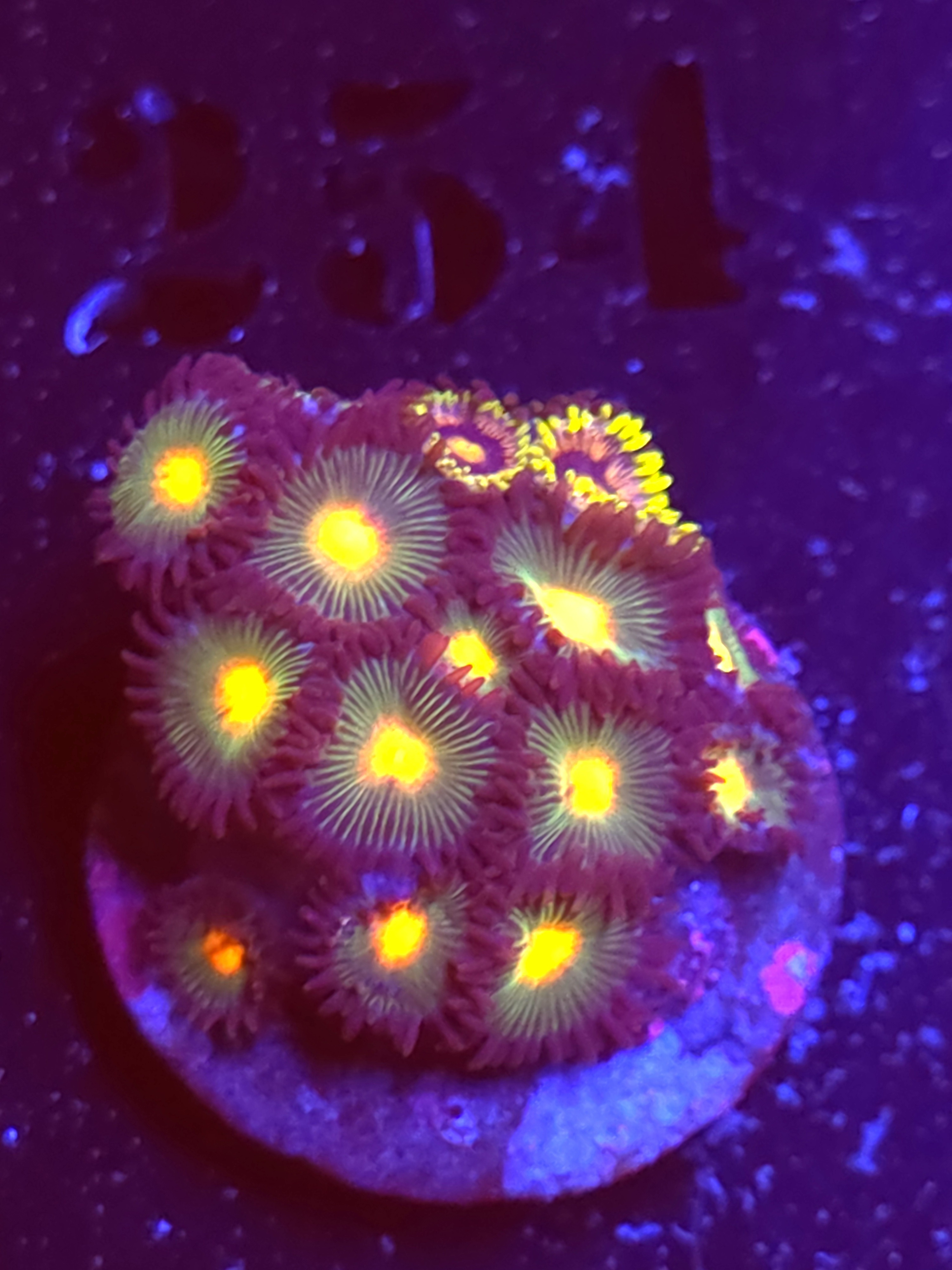 SBB "No Name" Zoas Mini Colony