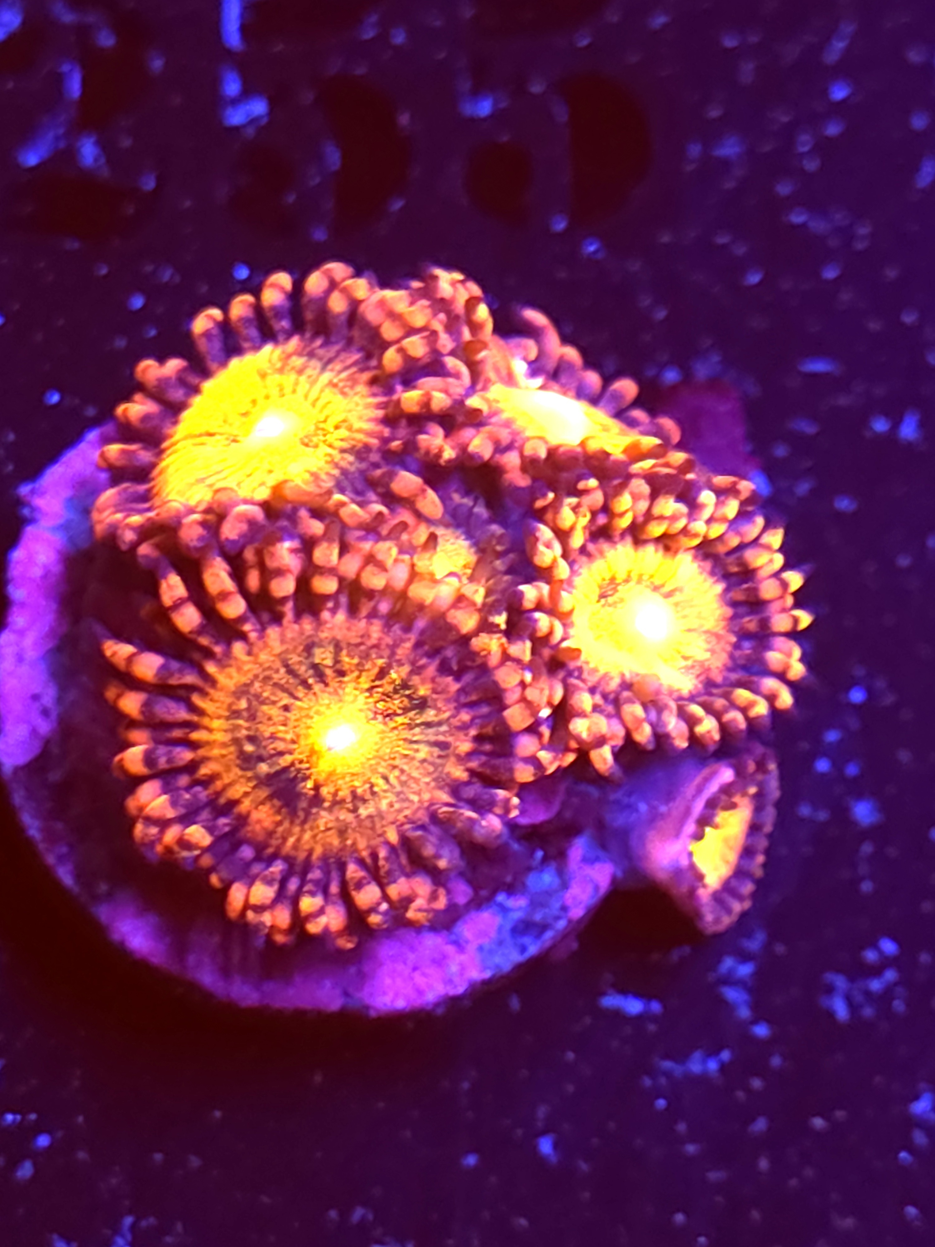 SBB "No Name" Zoas 5 Polyps