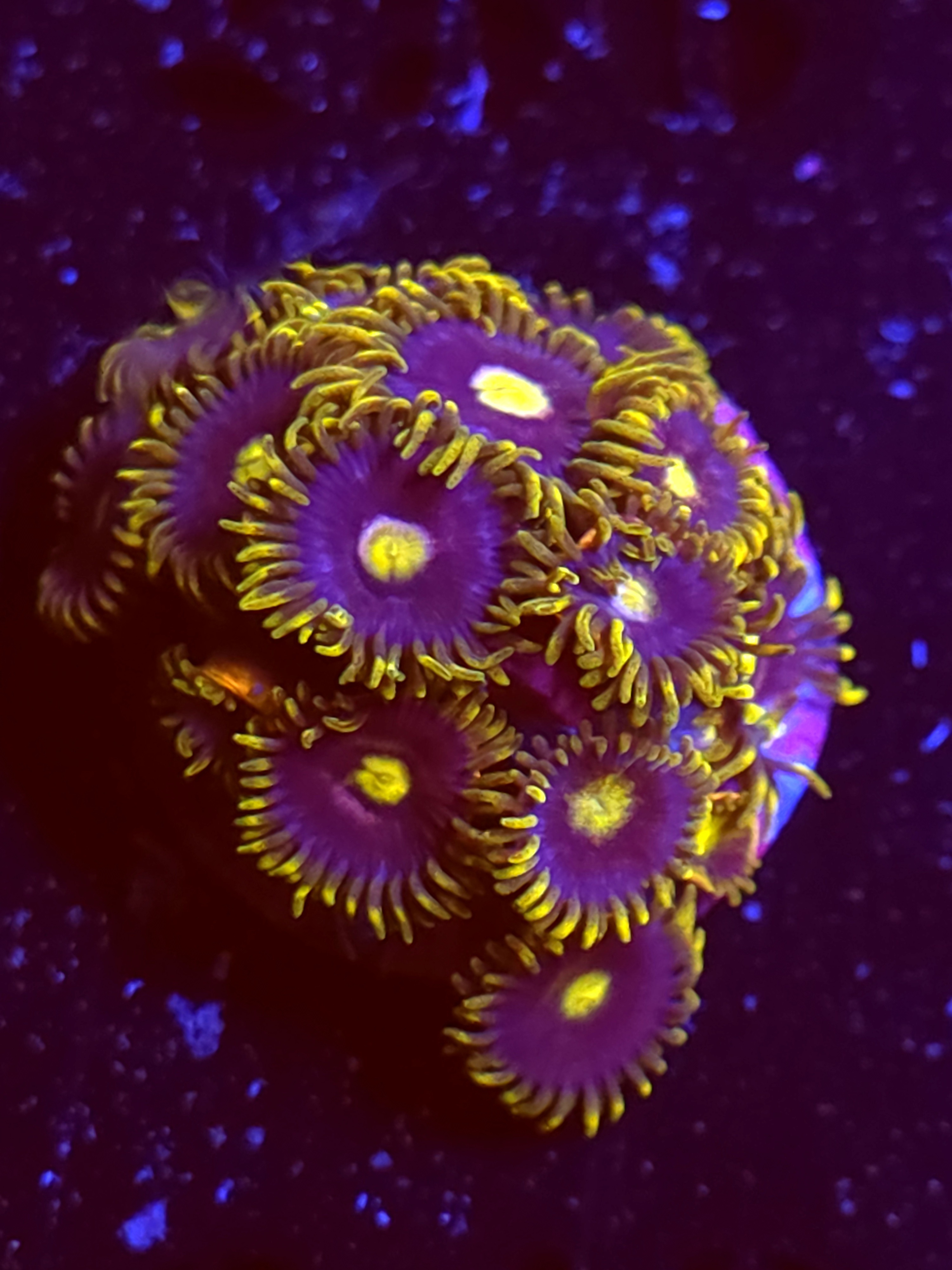 SBB "No Name" Zoas Mini Colony