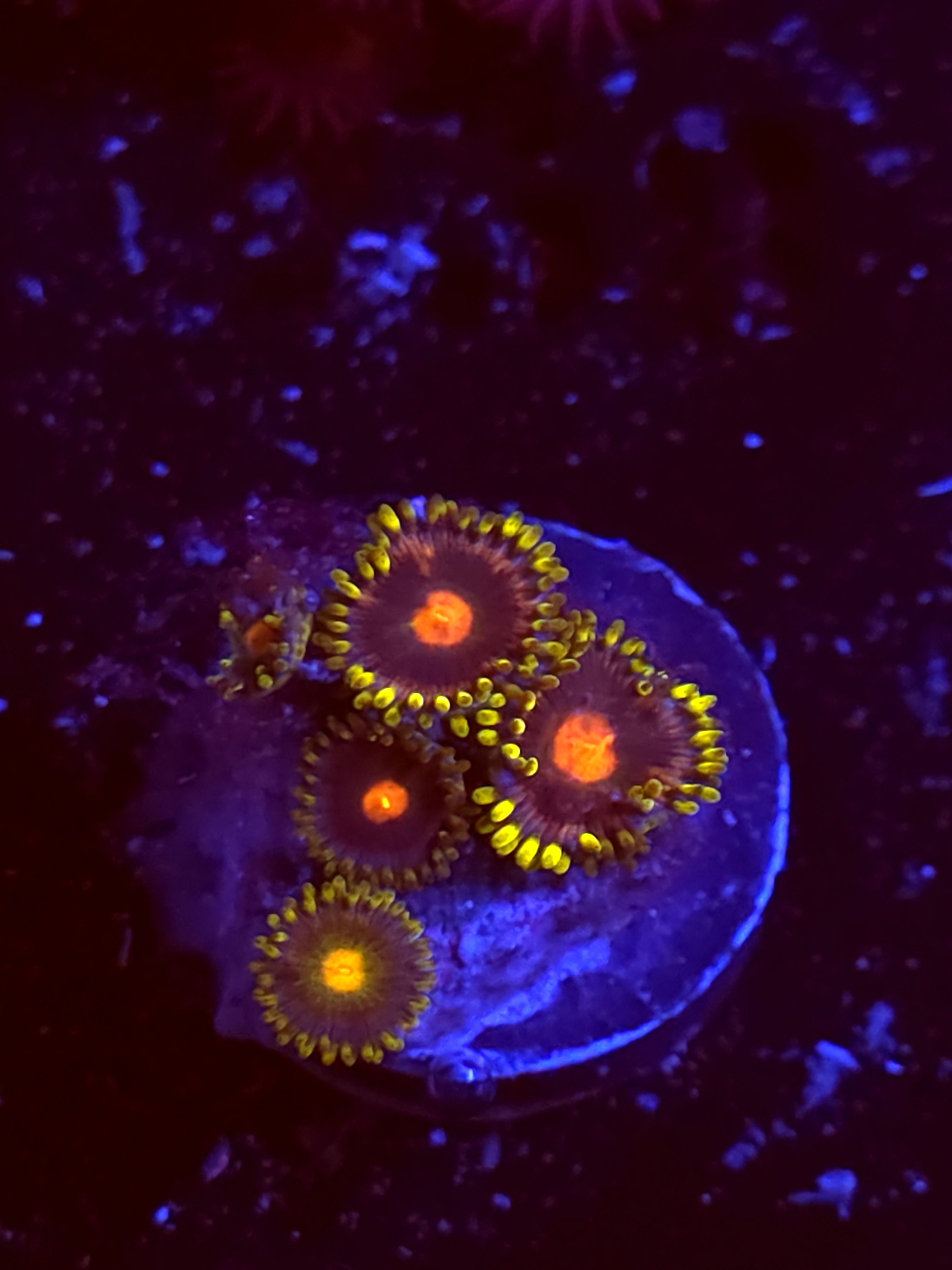 SBB "No Name" Zoas 2 Polyps