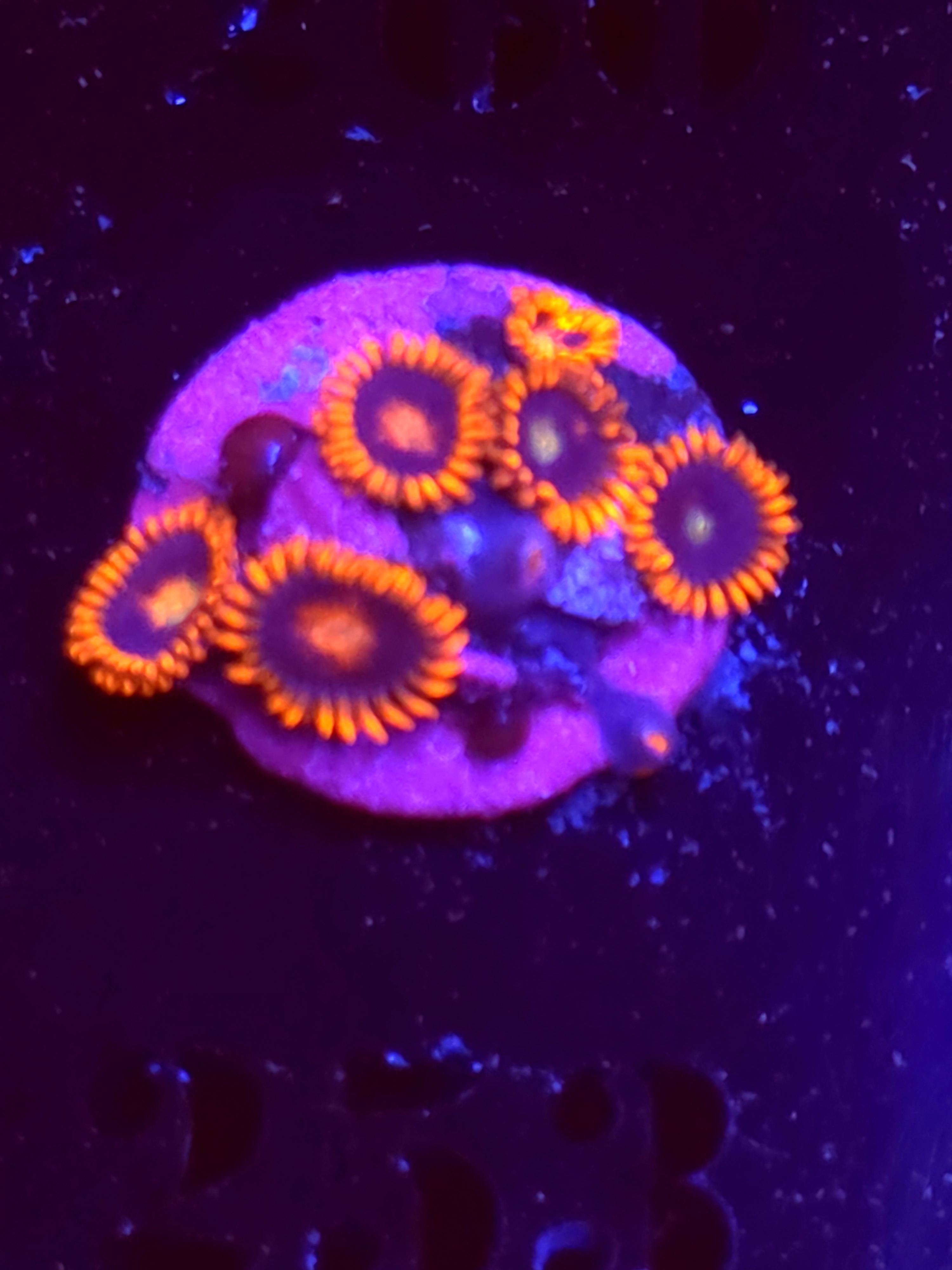 SBB "No Name" Zoas 5 Polyps