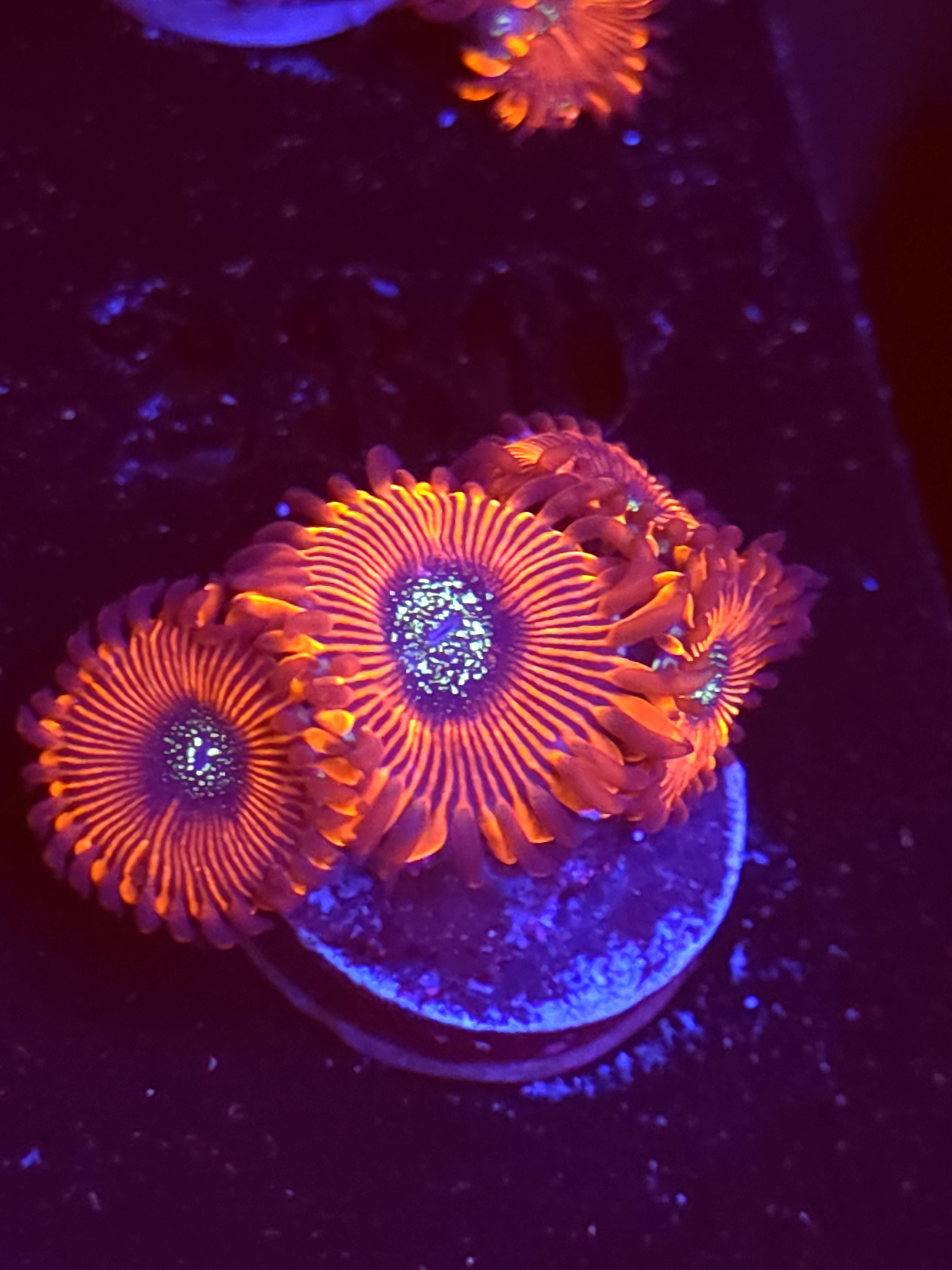 SBB "Mystery Signature" Zoas 4 Polyps