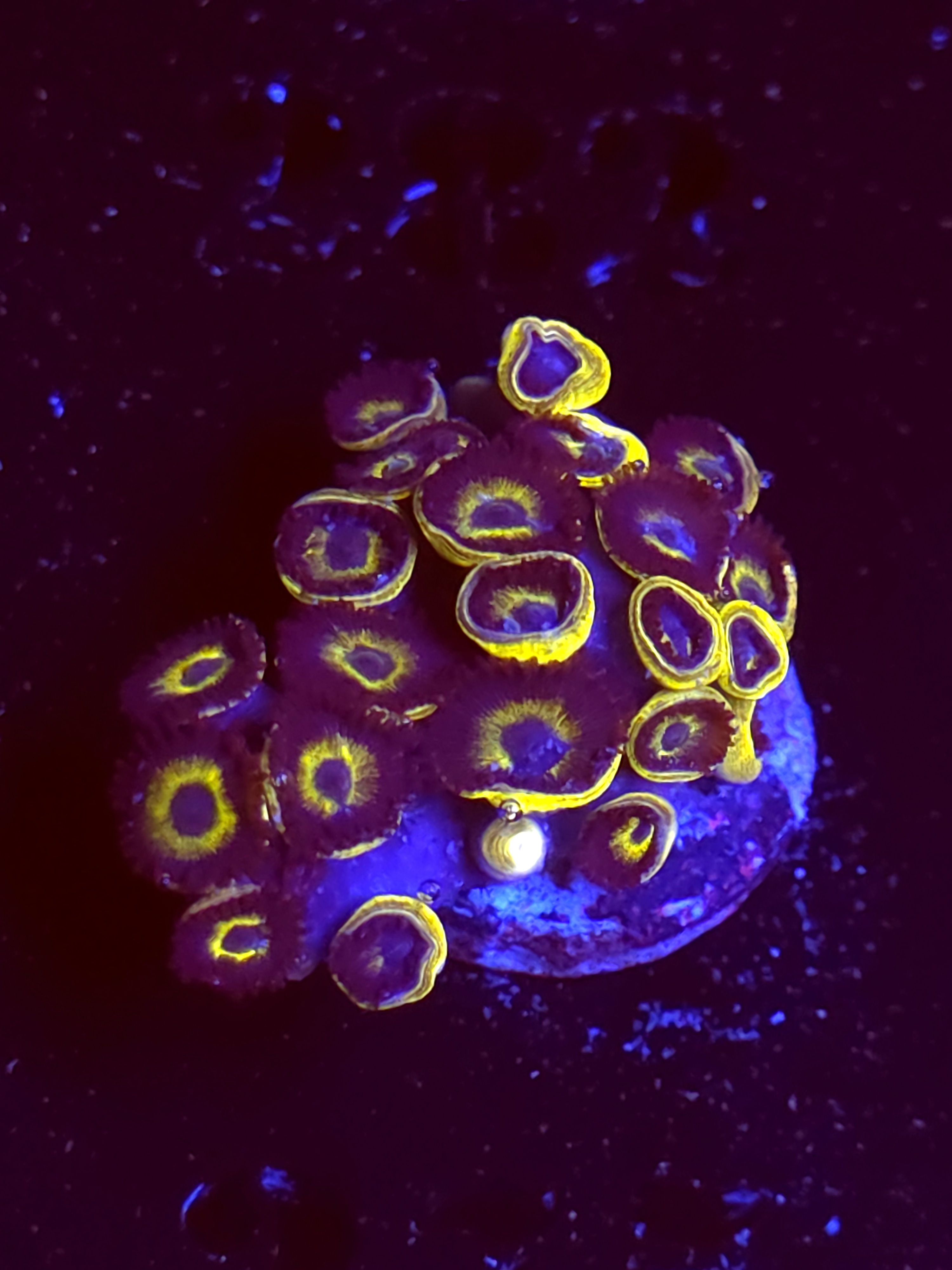 SBB "Sugar Cookie" Zoas Mini Colony