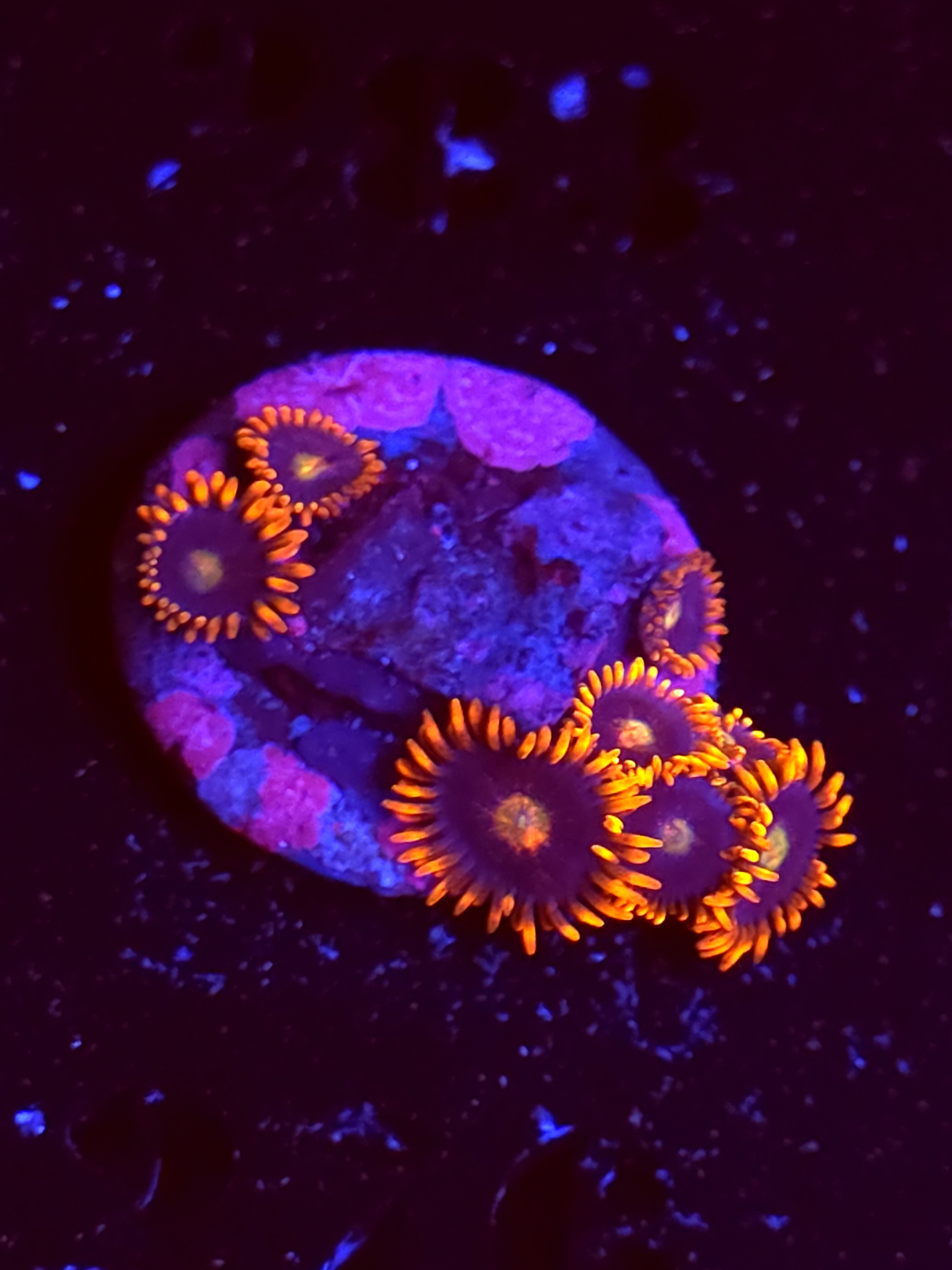 SBB "Neon Candy" Zoas 4 Polyps