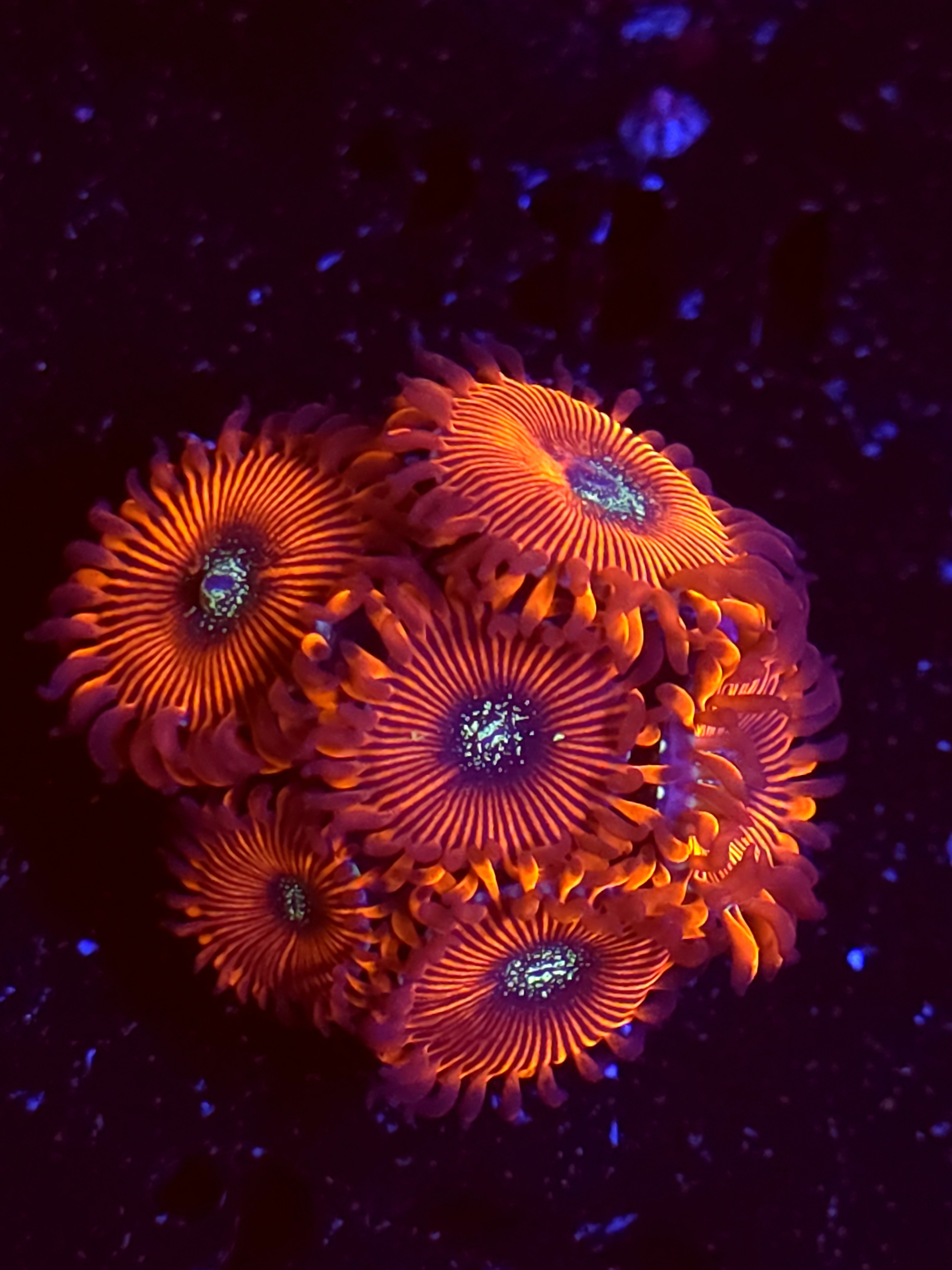 SBB "Magicians" Zoas 6 Polyps