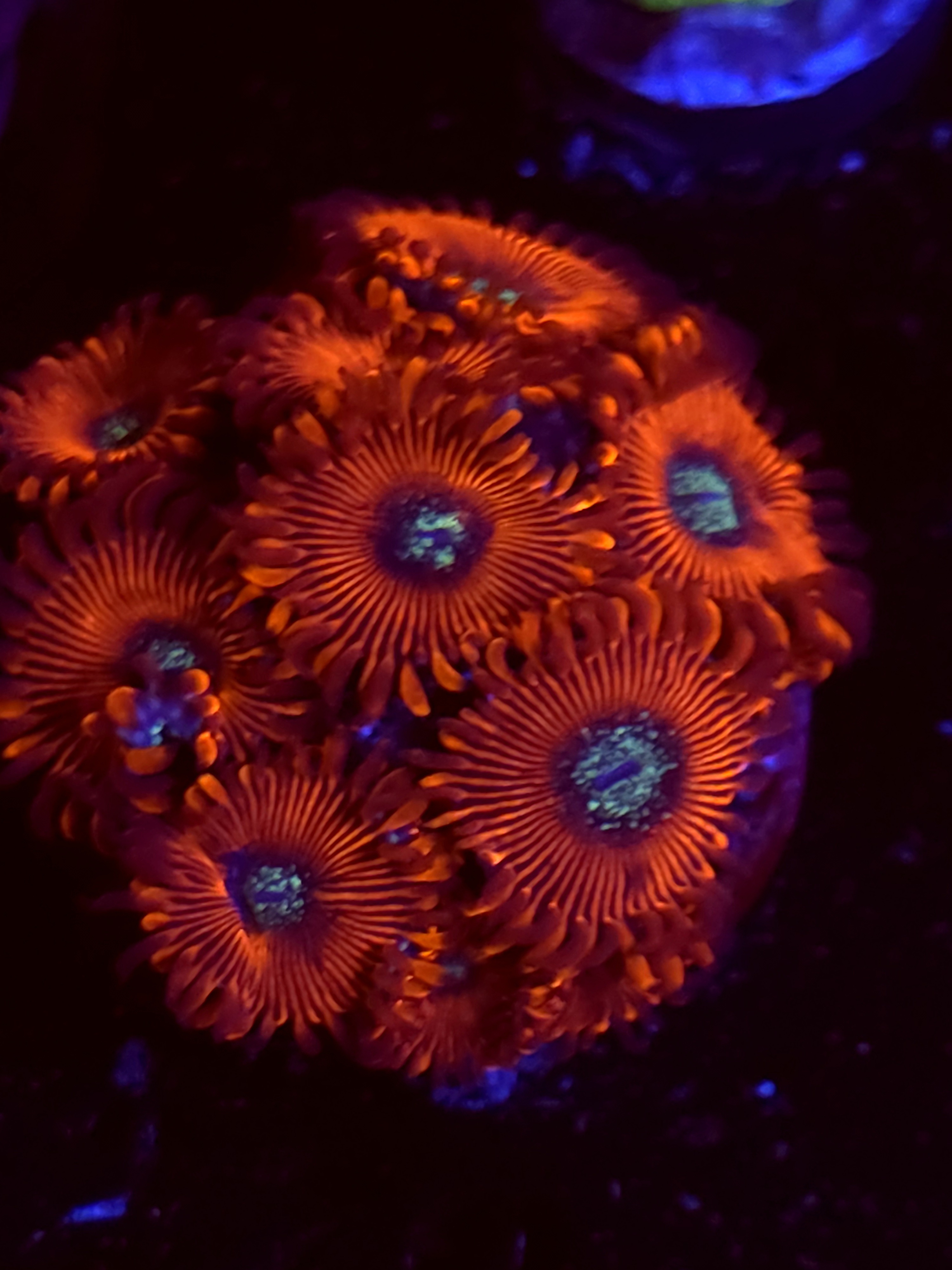 SBB "Magicians" Zoas Mini Colony
