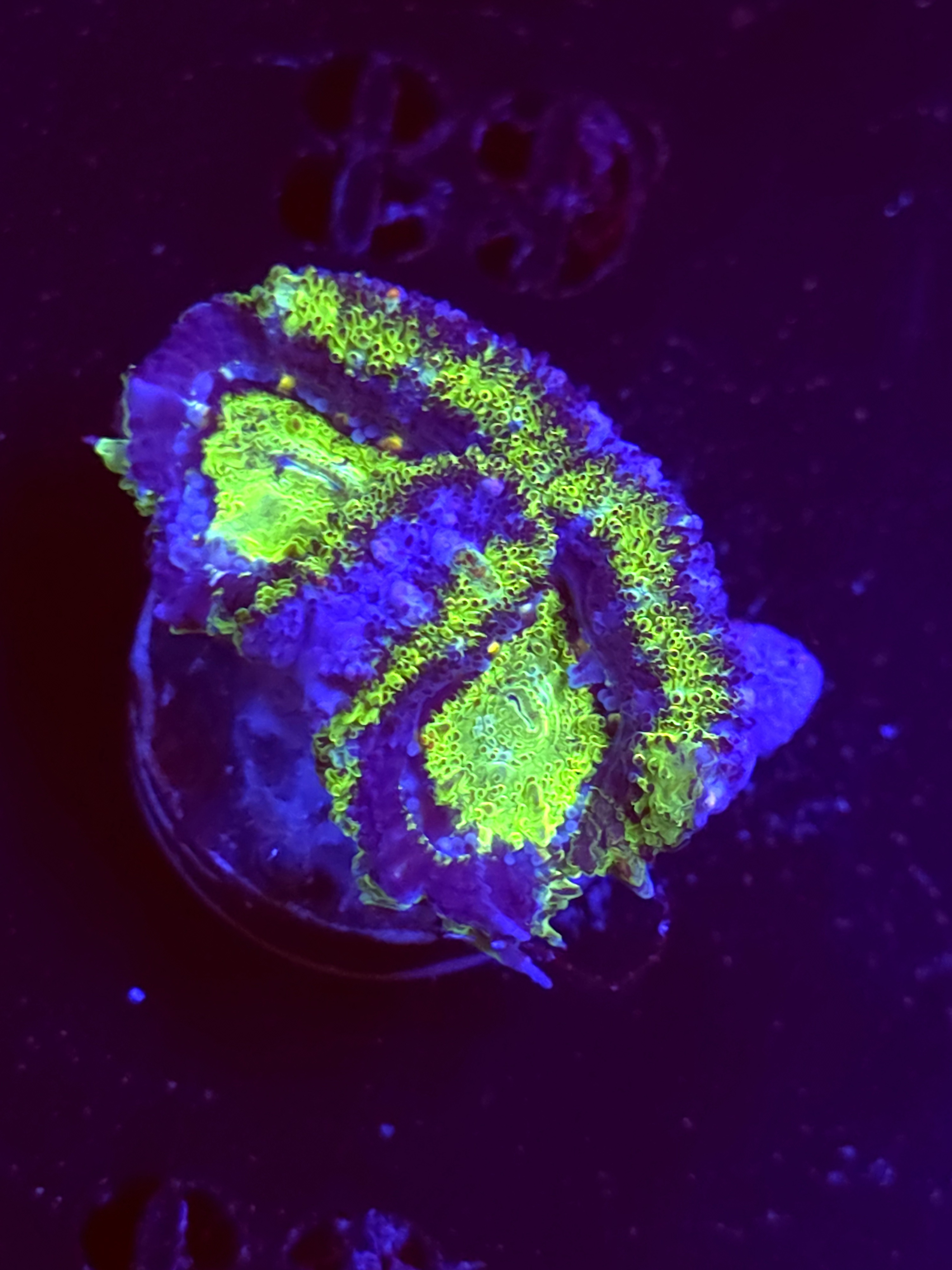 SBB "Prism Skies" Acan 2 Heads