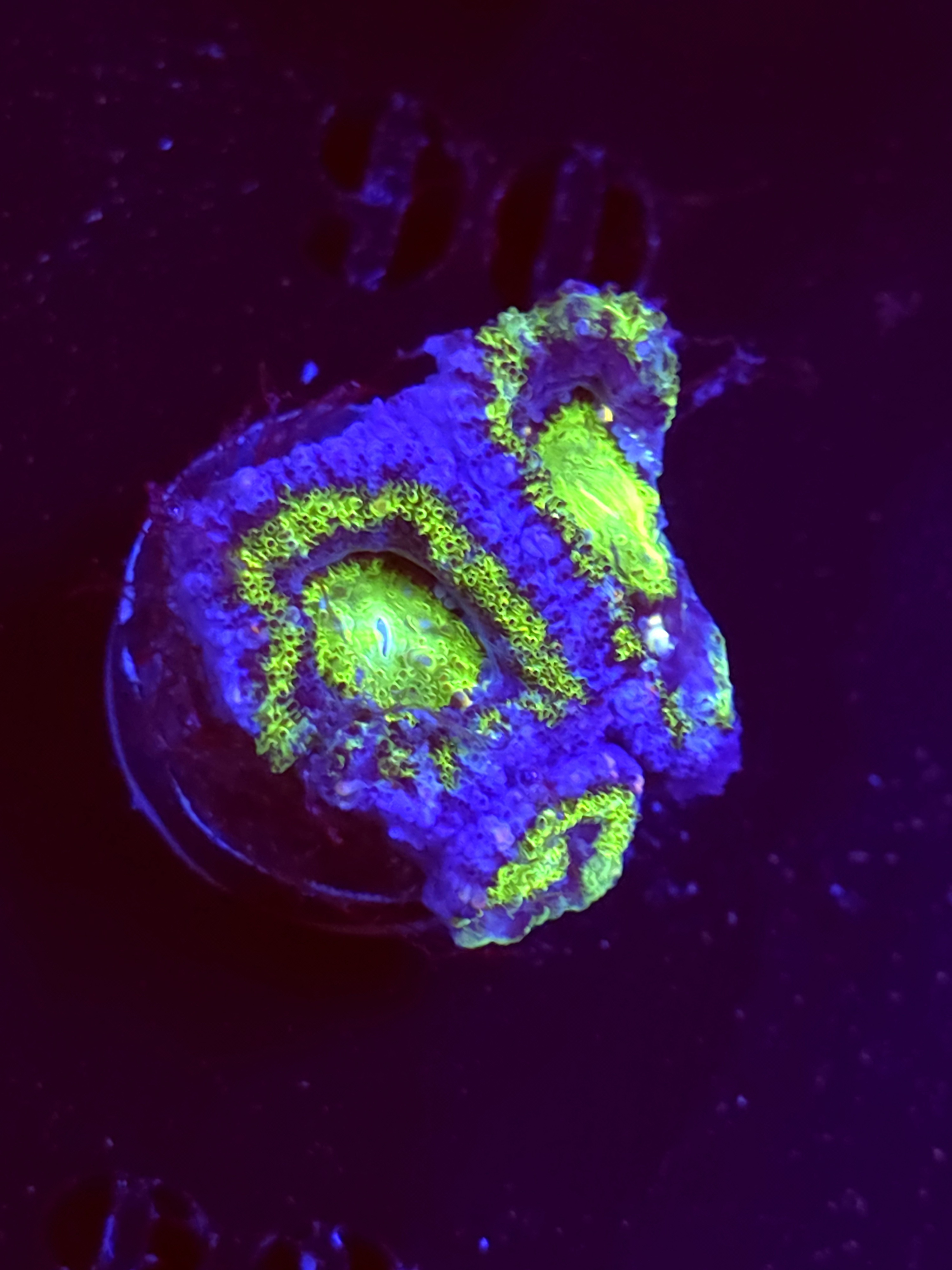 SBB "Prism Skies" Acan 2 Heads