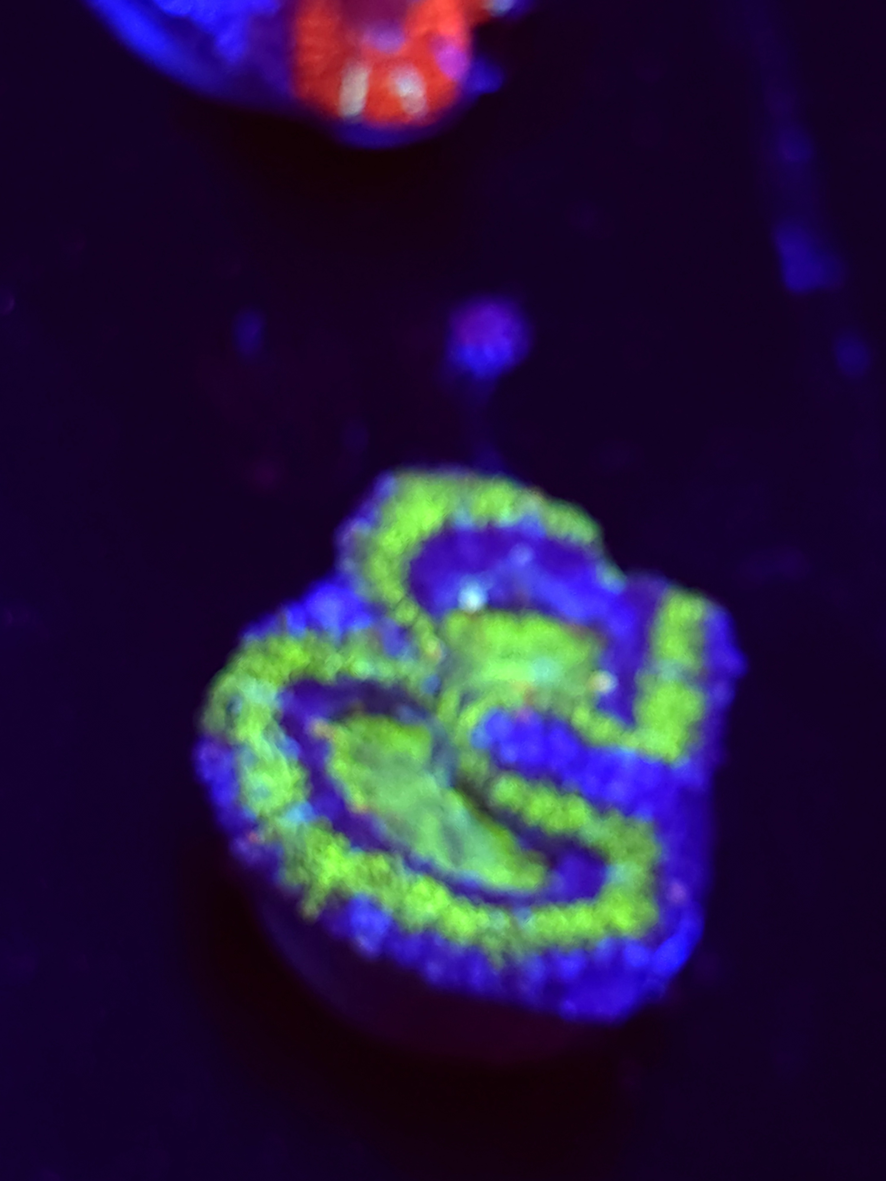 SBB "Prism Skies" Acan 2 Heads