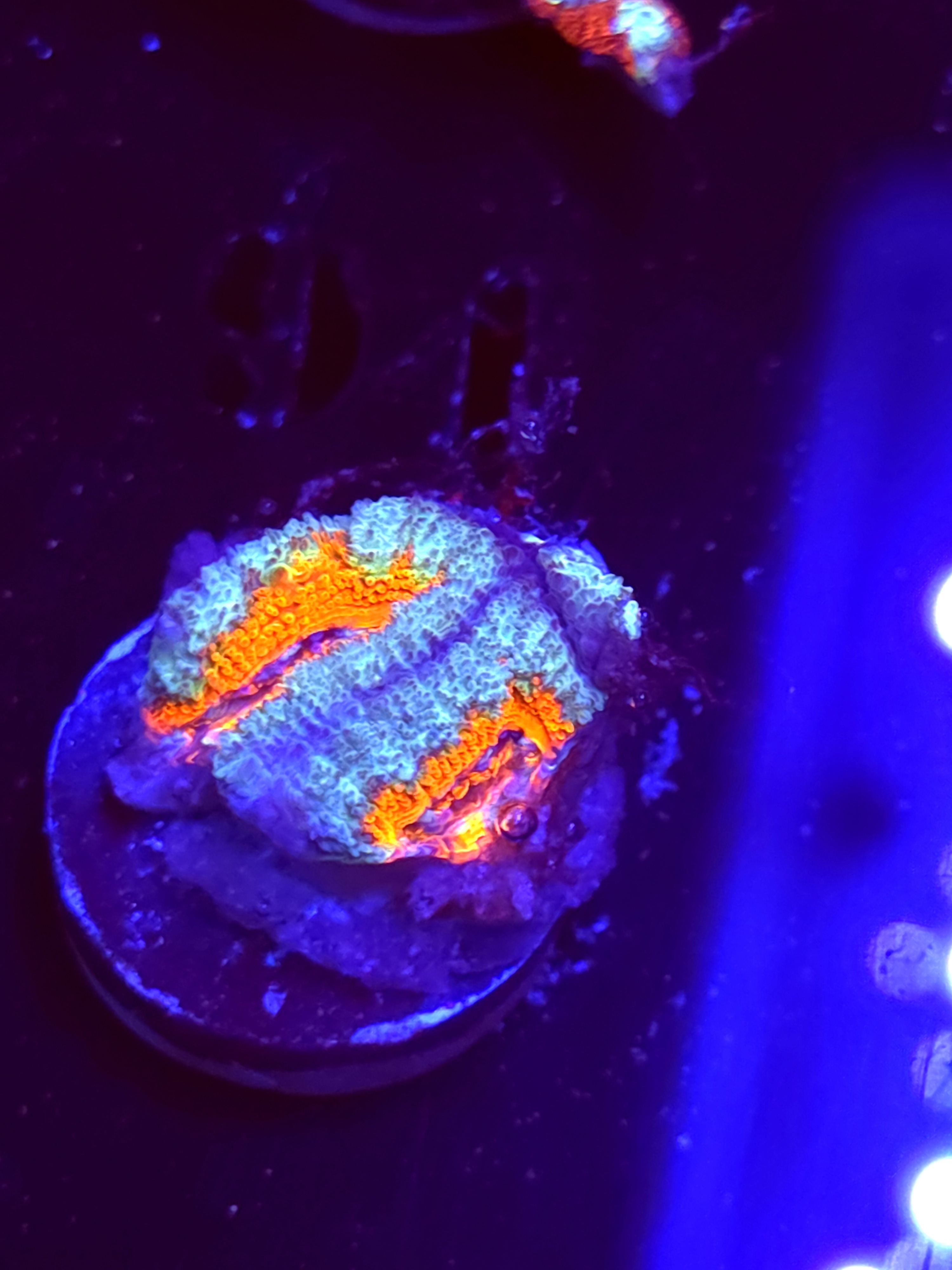 SBB "Color Rush" Acan 2 Heads