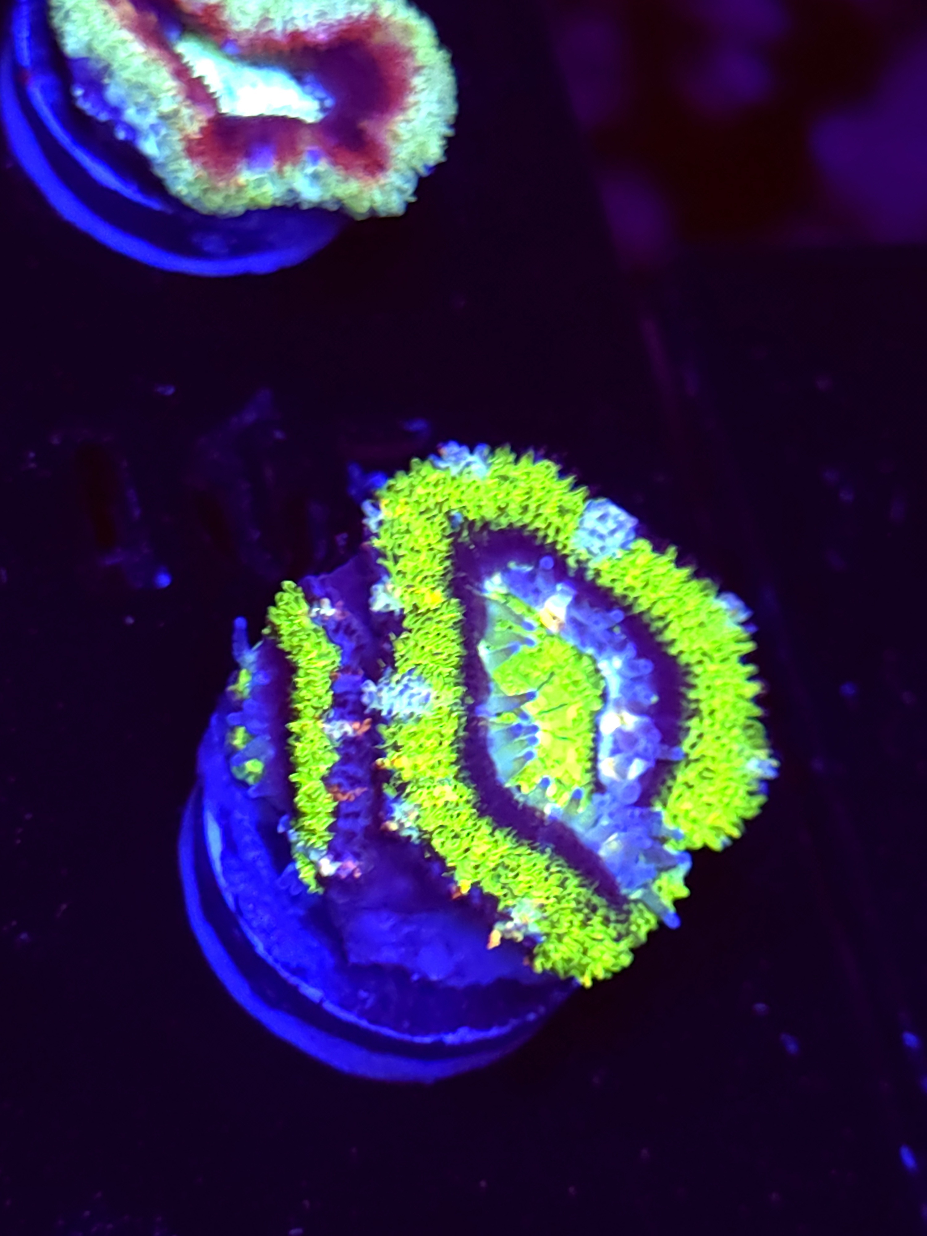 SBB "The Hulk" Acan 1 Head