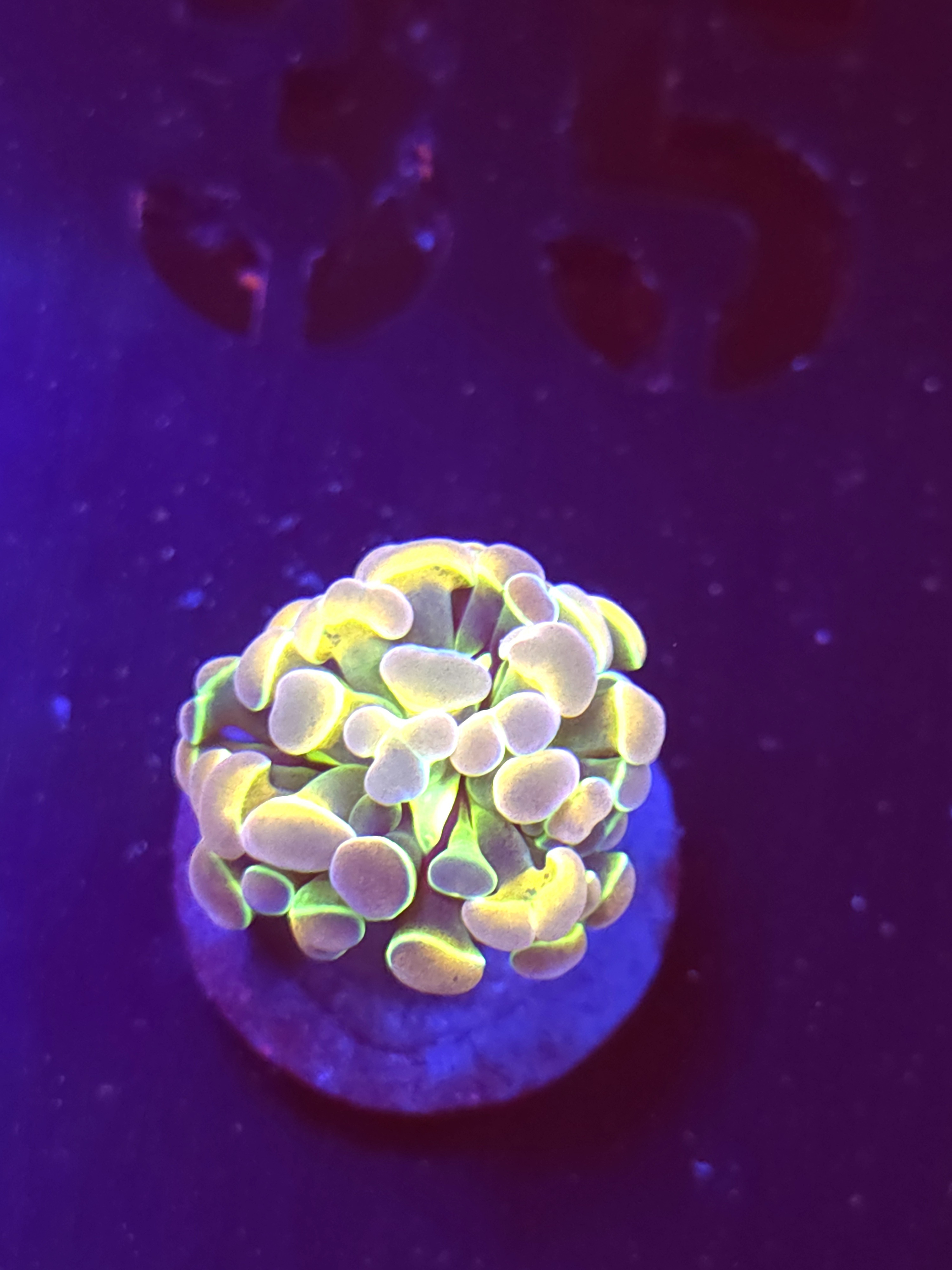SBB " Candy Gram" Hologram Hammer