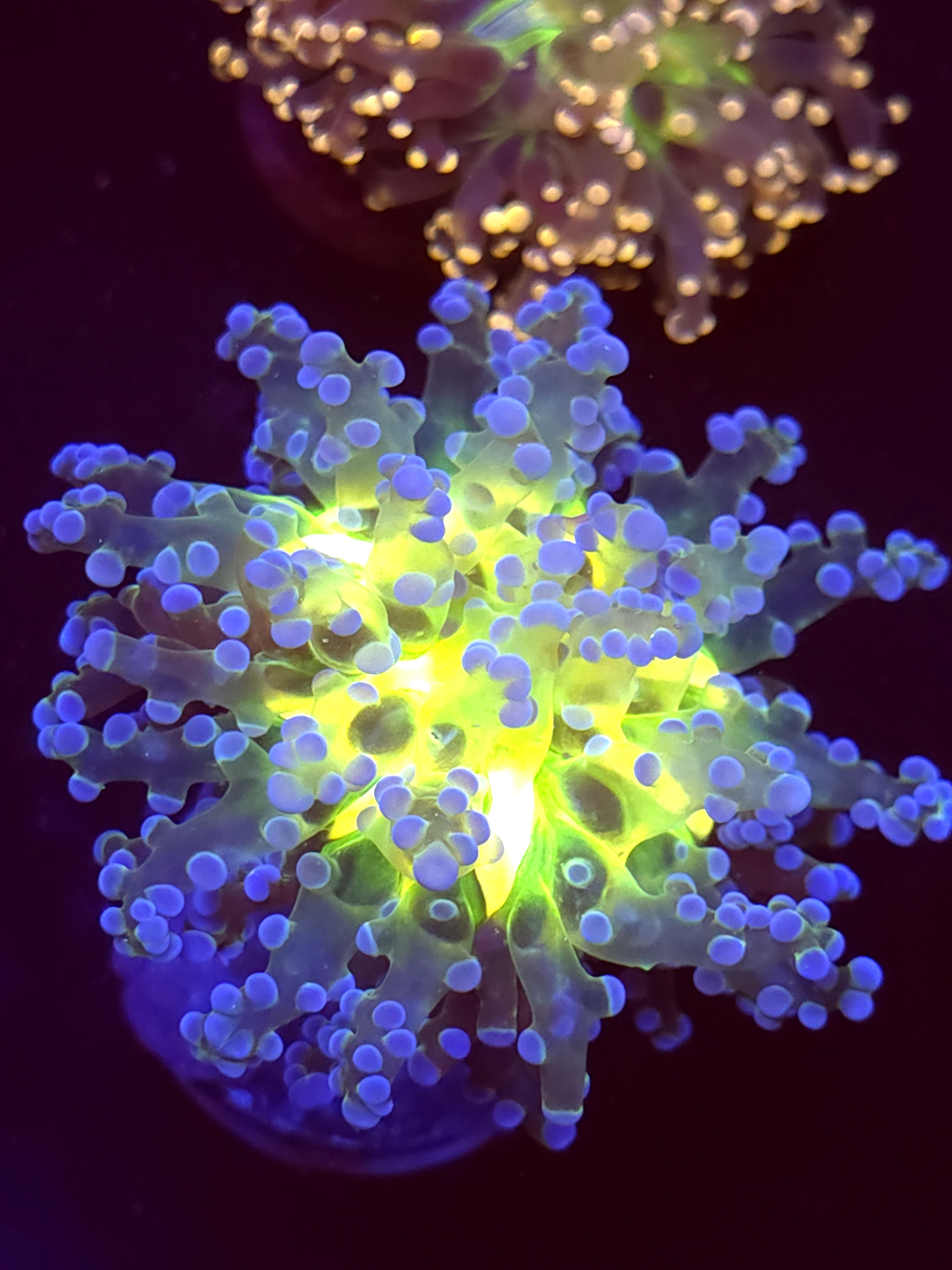 SBB " Blues Clues" Frogspawn