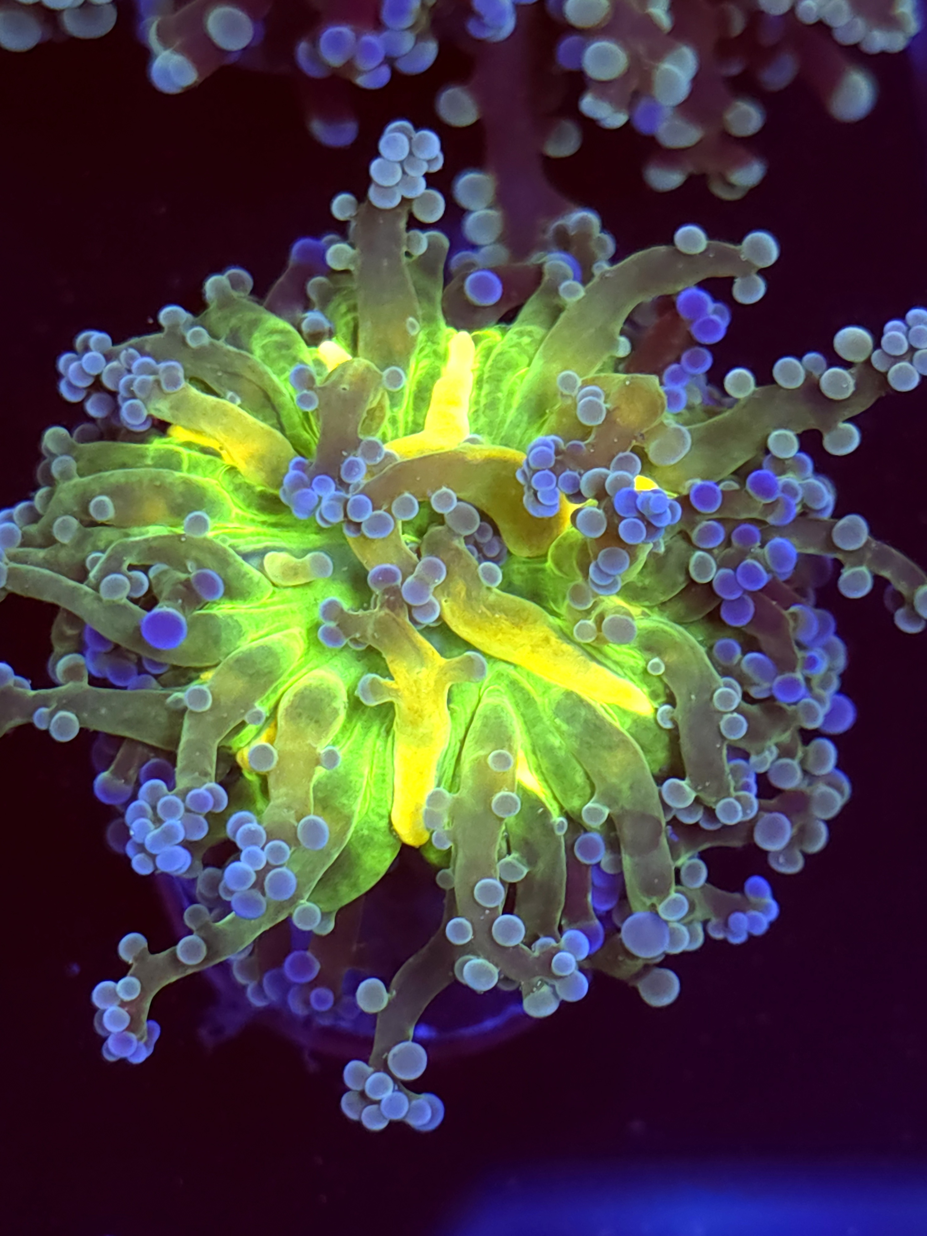 SBB " Green Center Mouth" Blue tip Octo