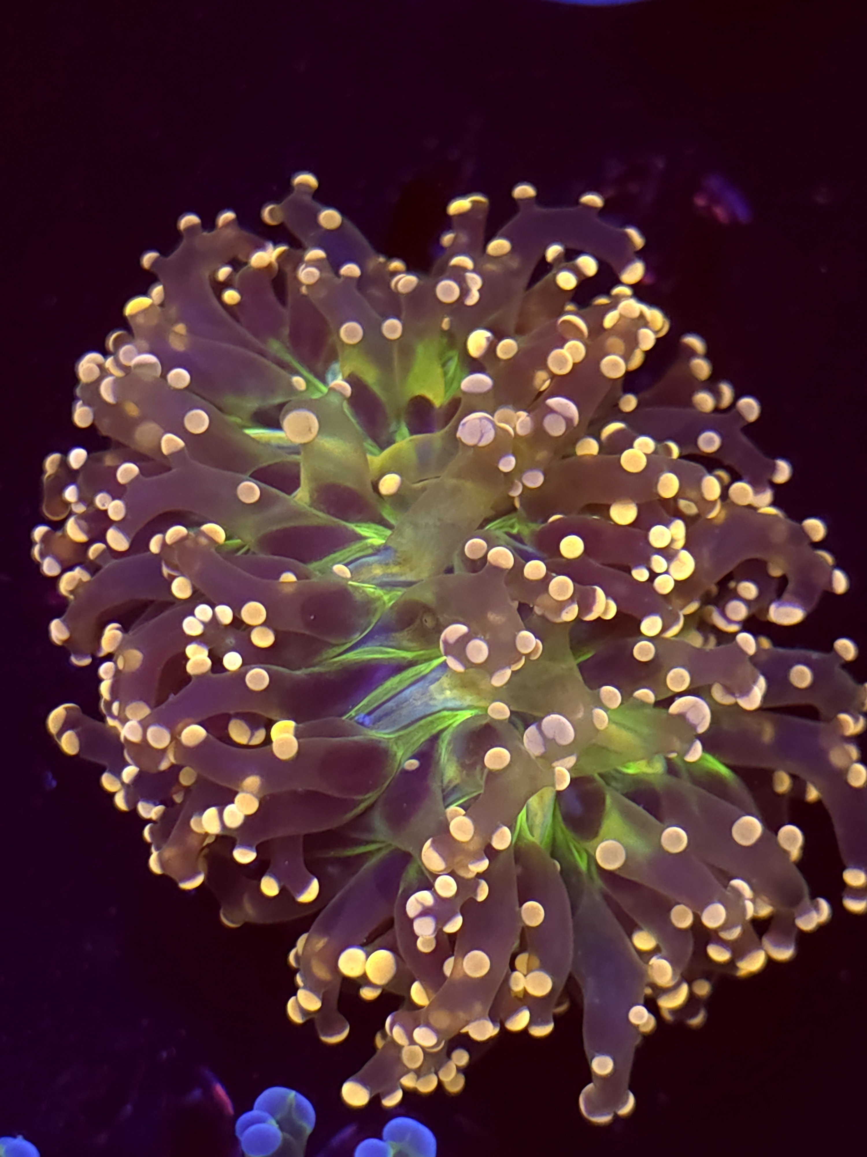 SBB " Lavendor Breeze" Frogspawn