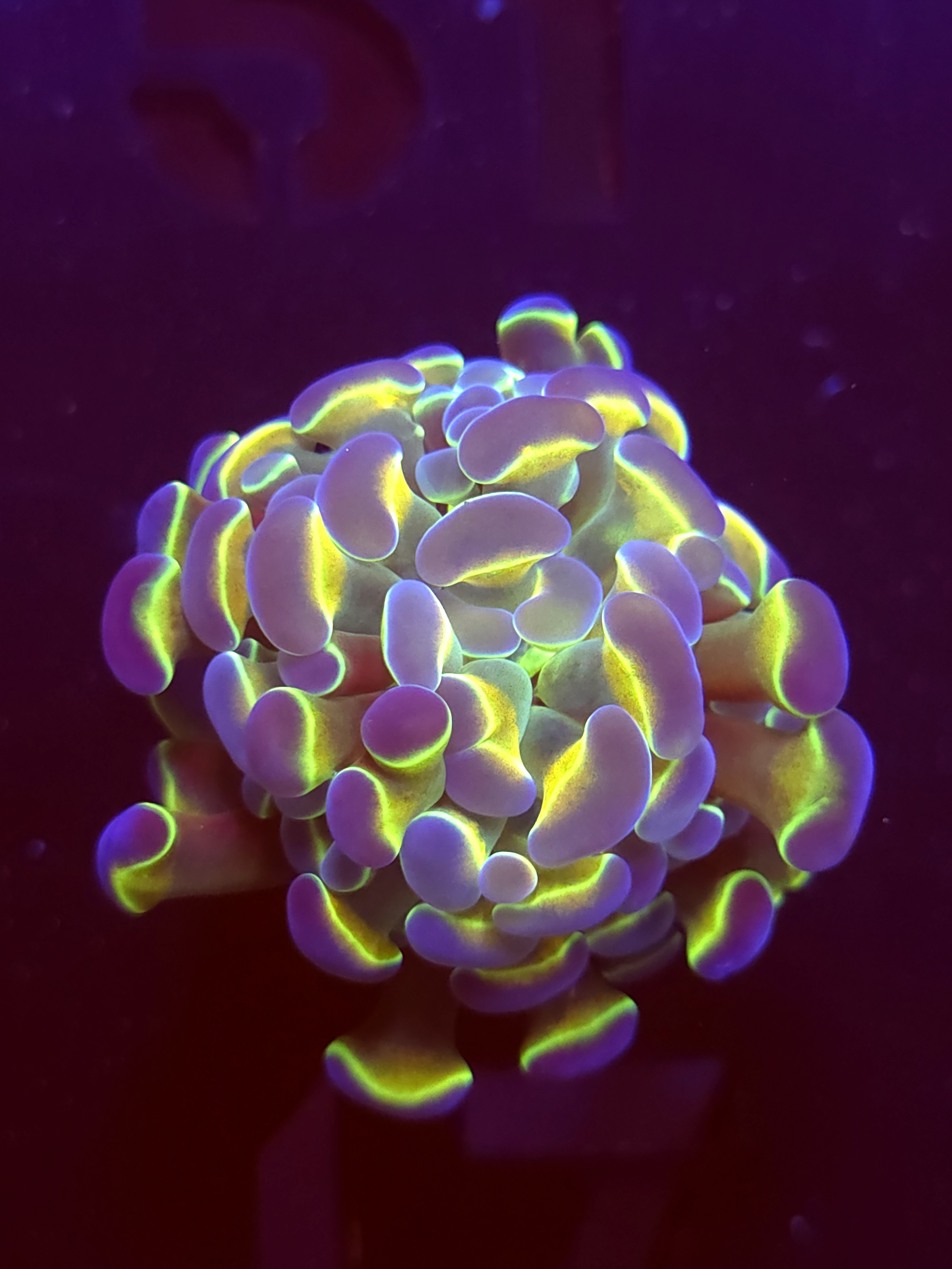 SBB " Hologram" Hammer