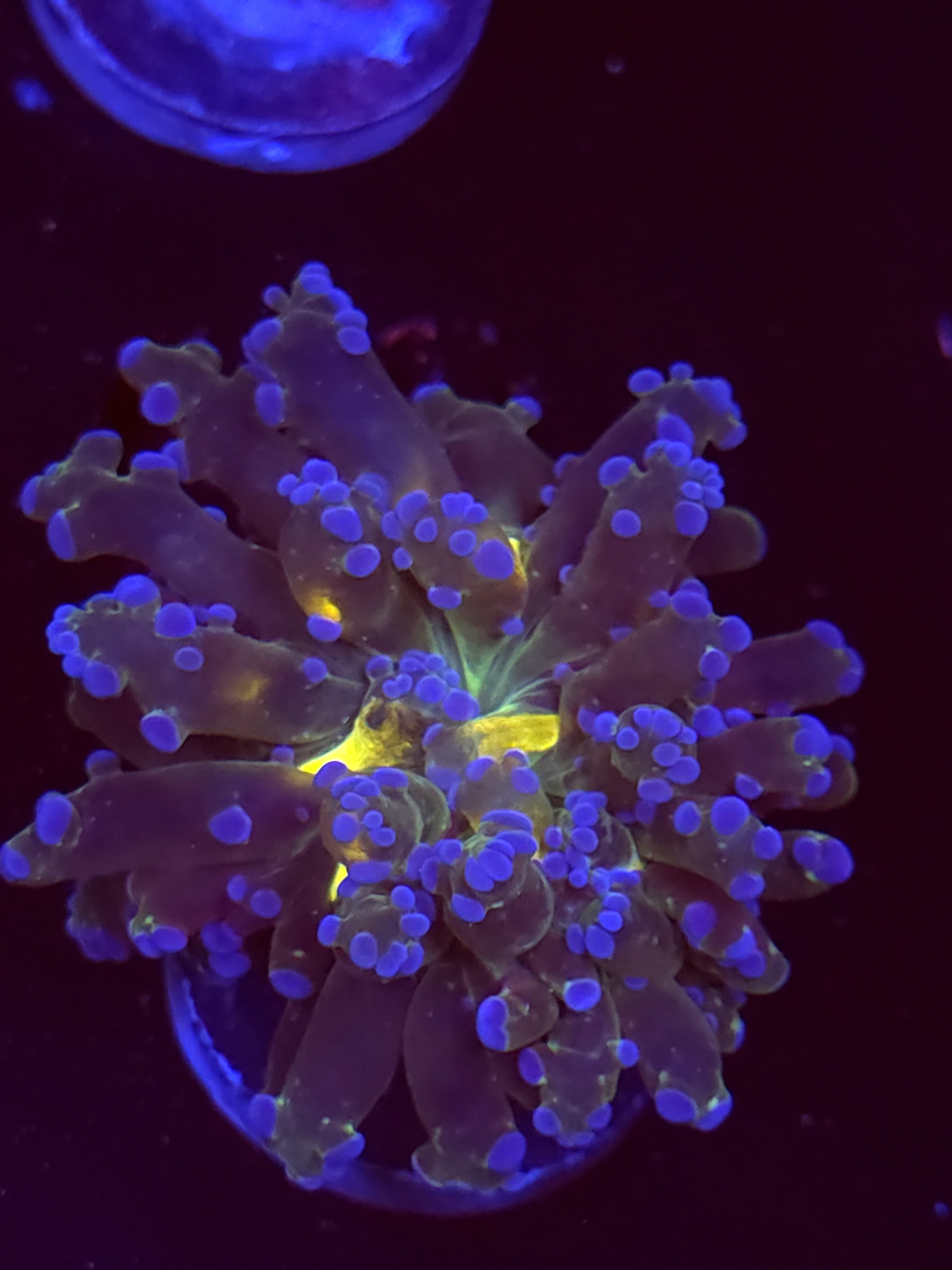 SBB " Blues Clues" Frogspawn