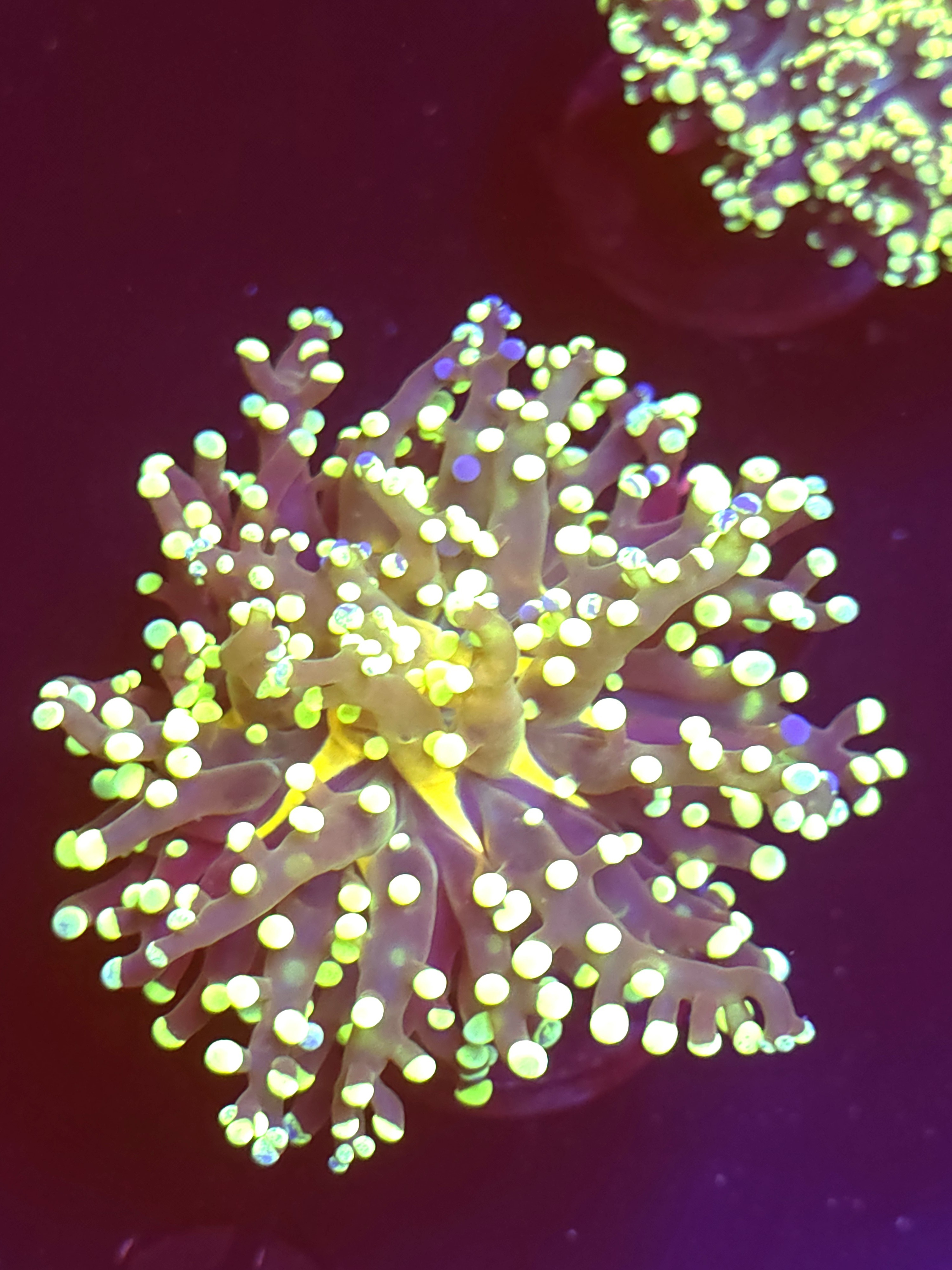 SBB " Kermit the Frog" Frogspawn