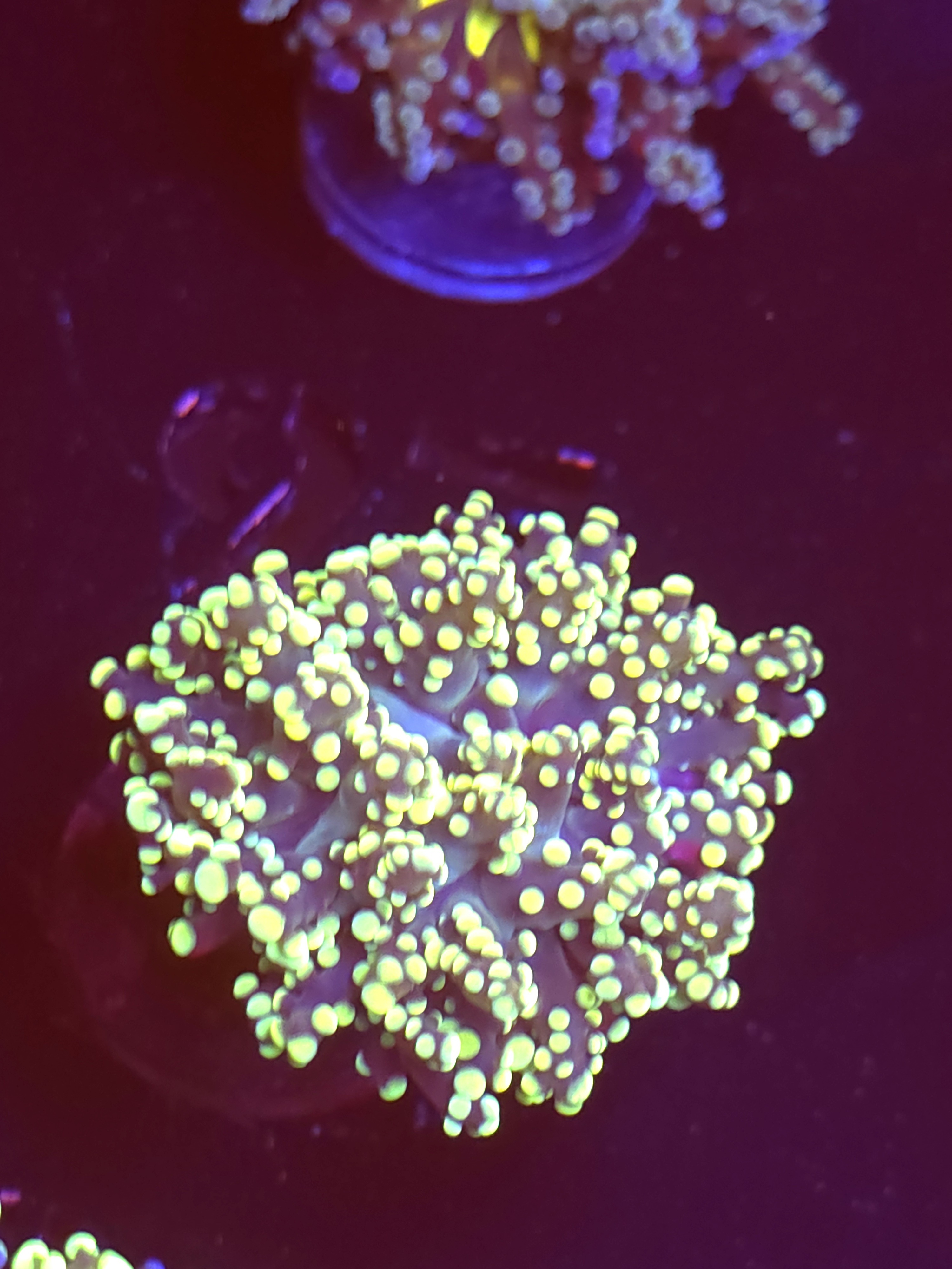 SBB "Kermit the Frog" Frogspawn
