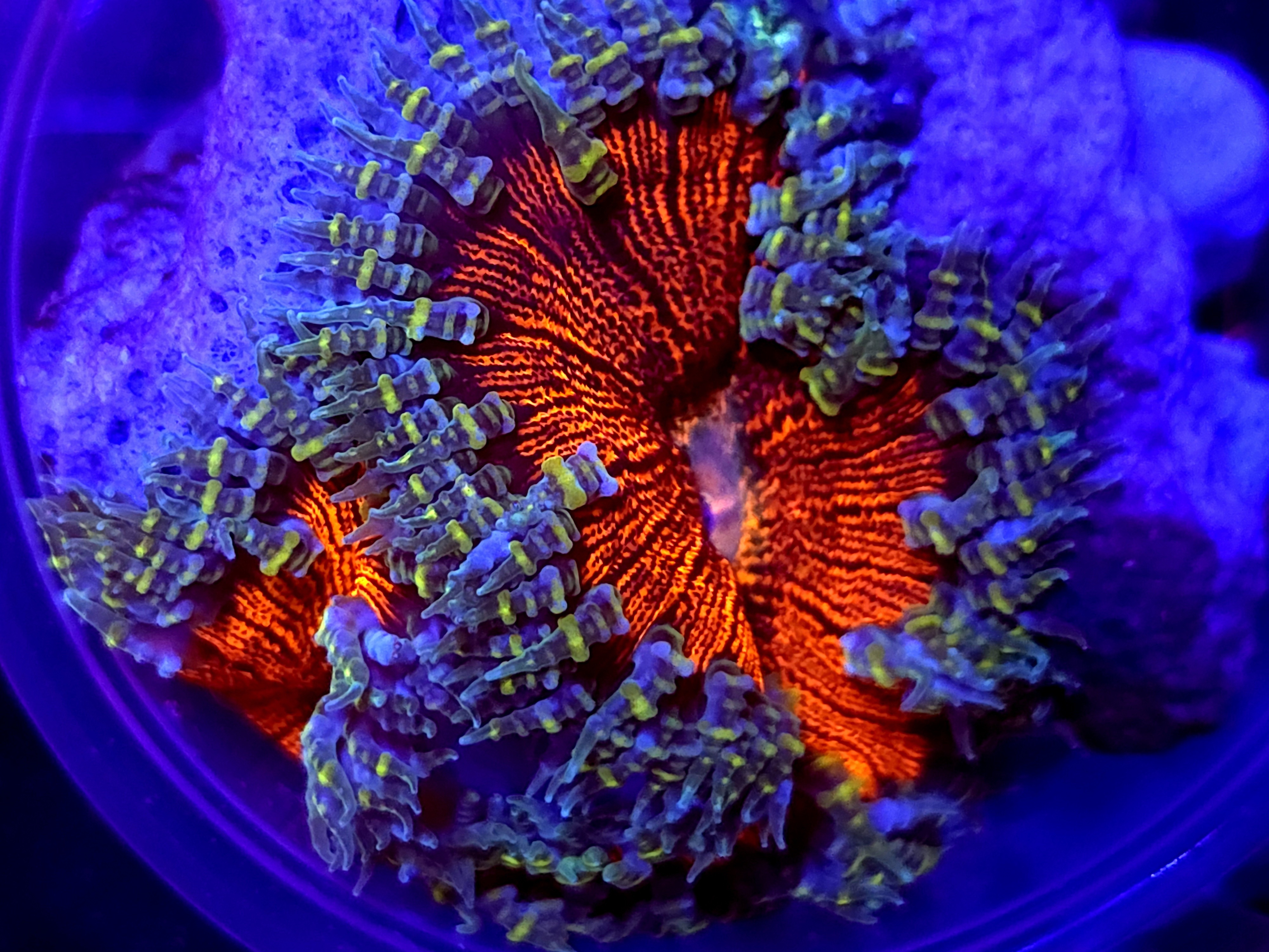 SBB " Red Skirt" Rock flower