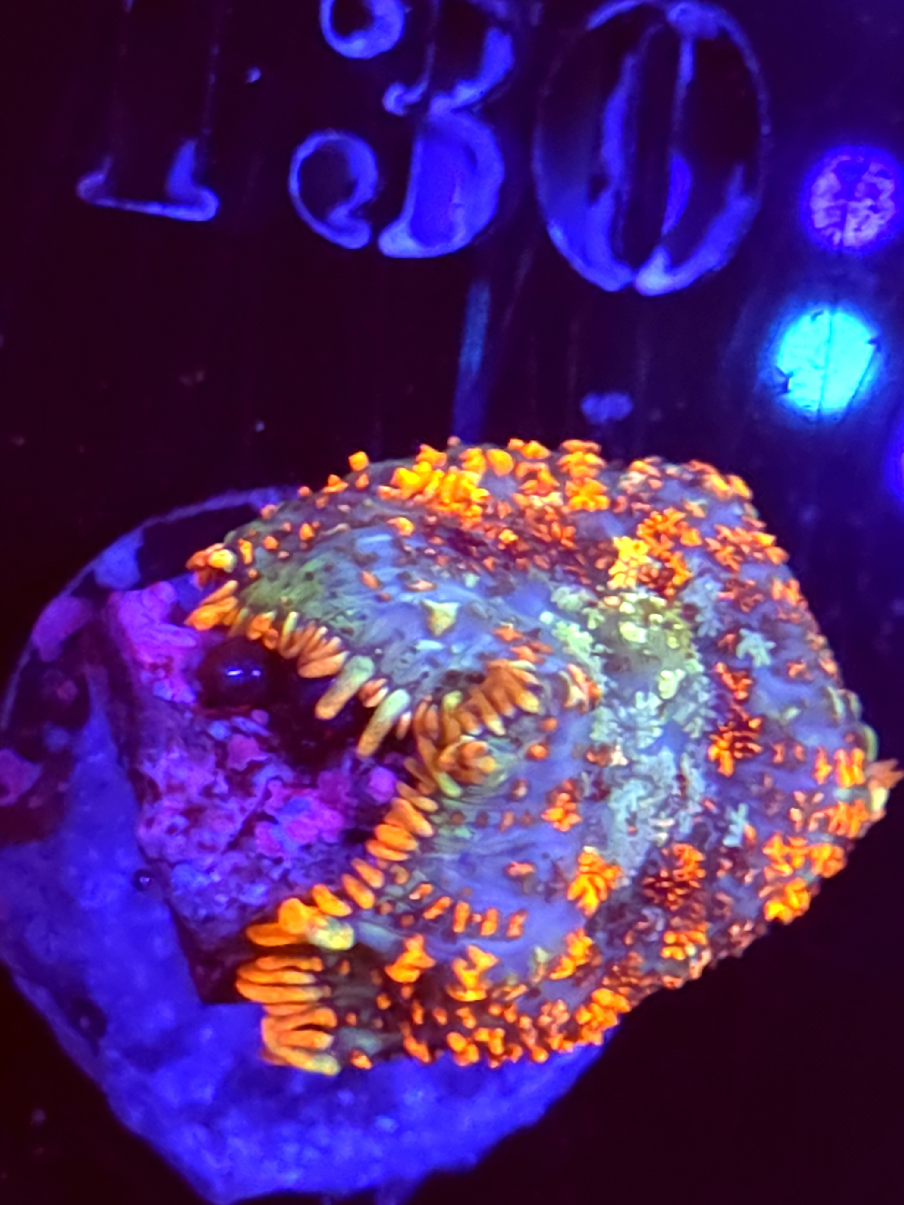 SBB "No Name" Mushrooms Medium