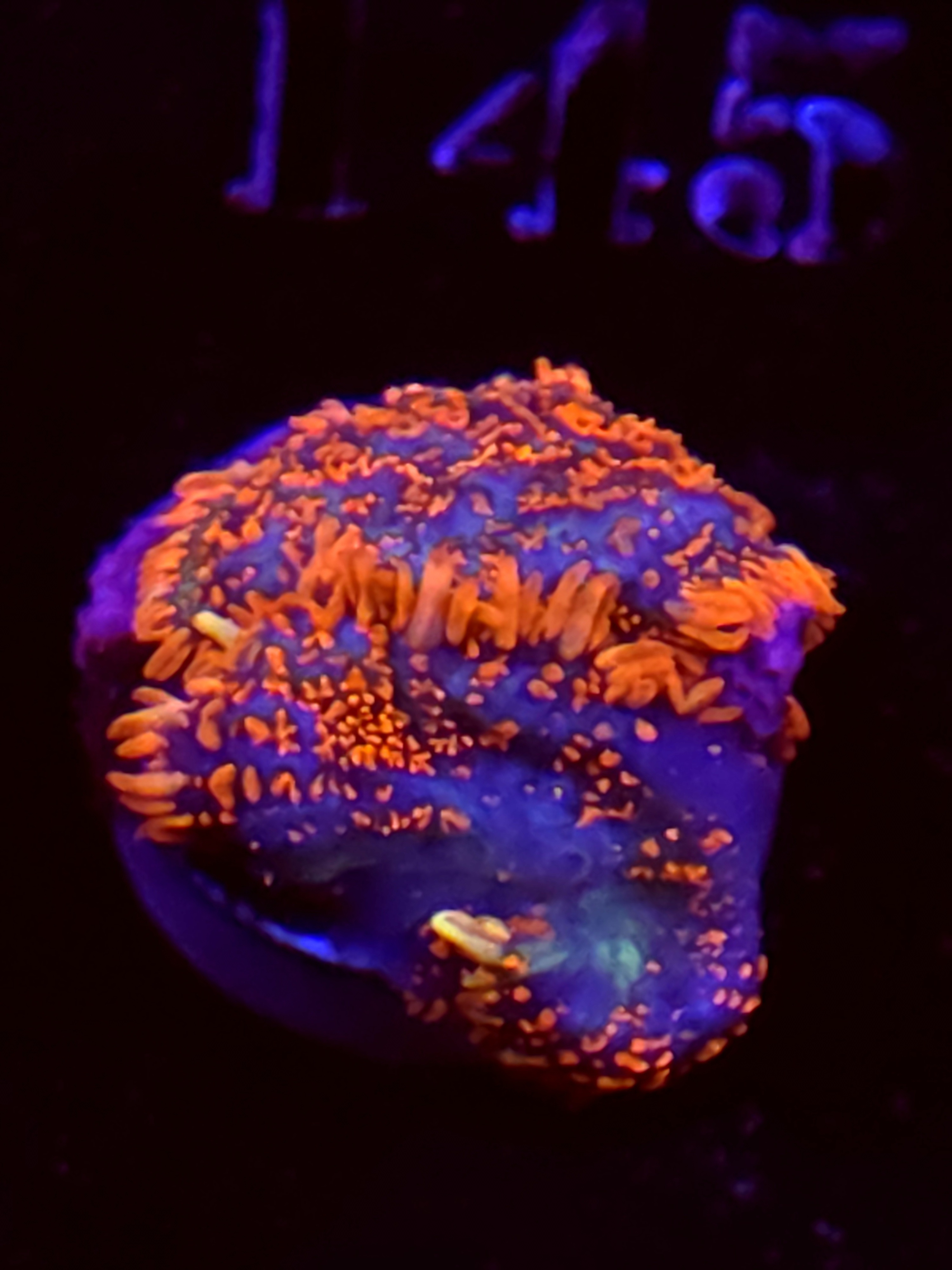 SBB "No Name" Mushrooms Medium